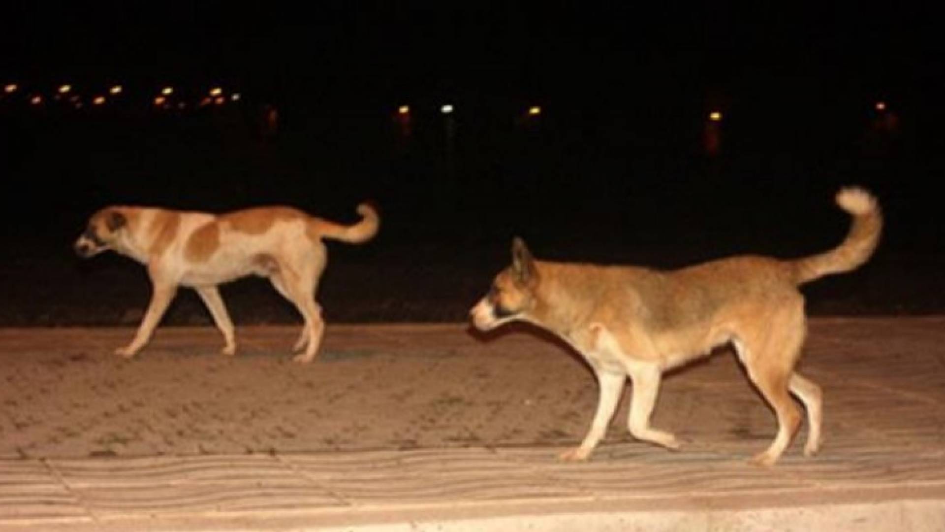 كلاب ضالة - أرشيفية