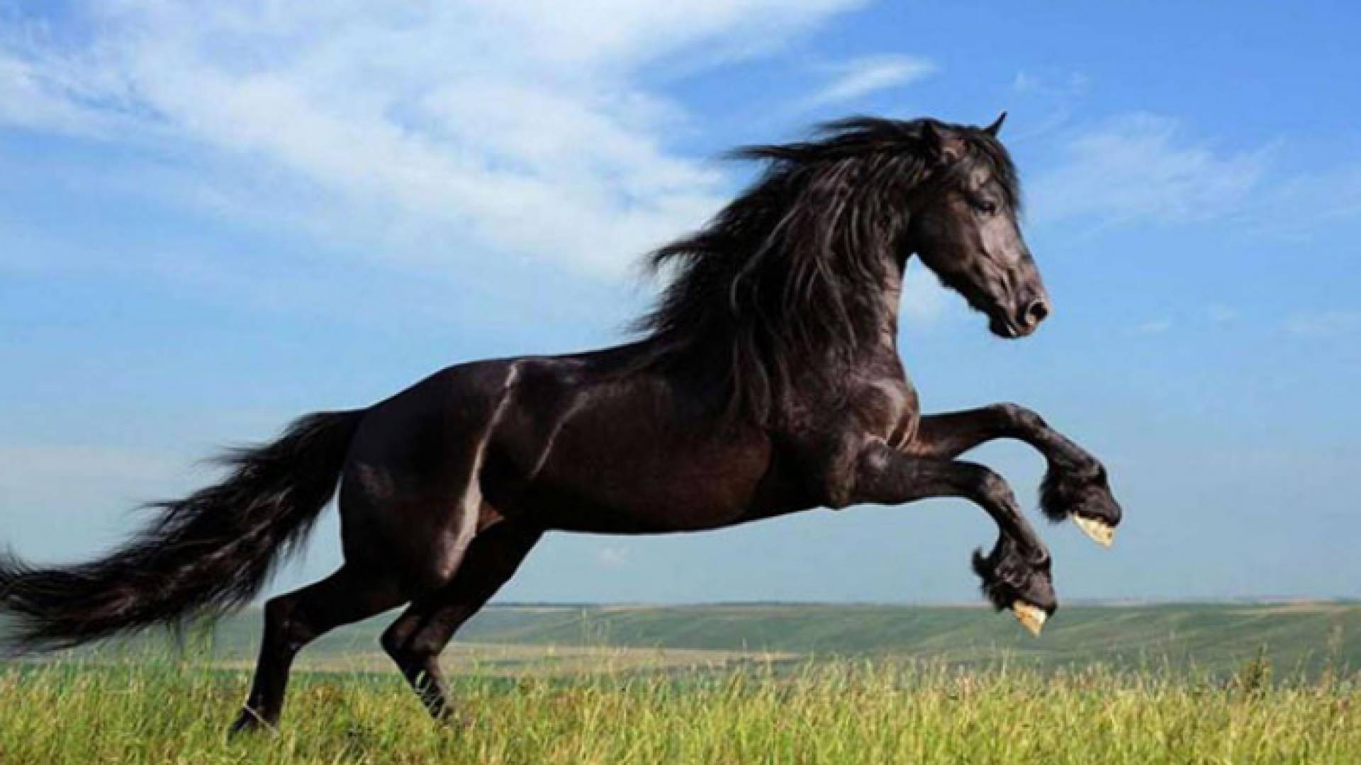 حصان - تعبيرية