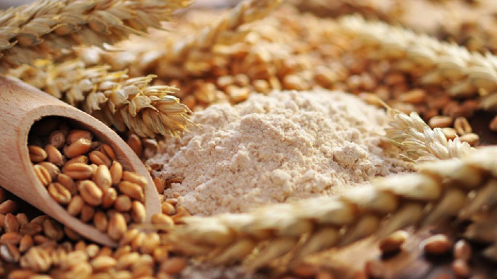 القمح والشعير - تعبيرية