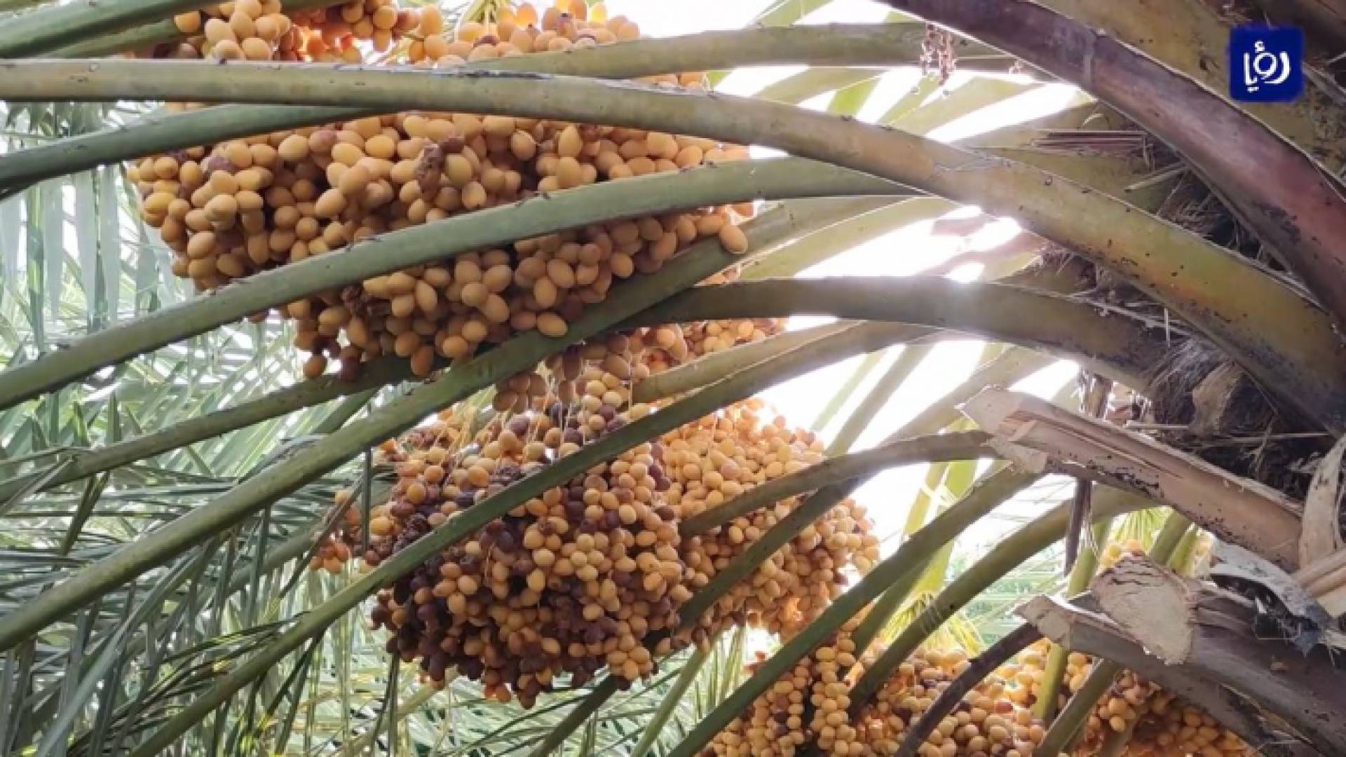 600 كيلوغرام إنتاج نخلة واحدة في الشونة الجنوبية