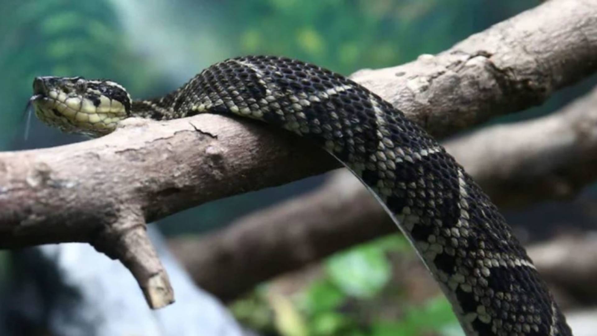 ثعبان - تعبيرية