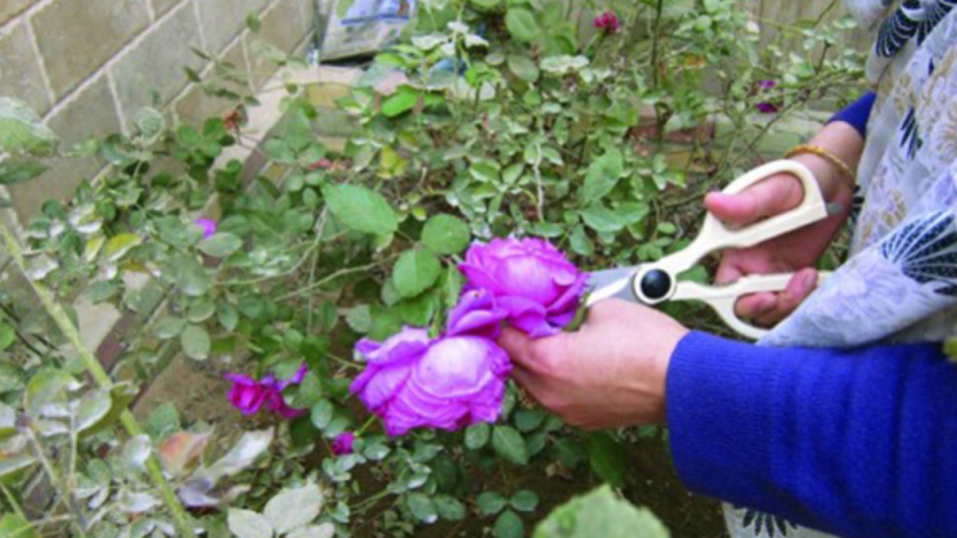 أزهار القطف - تعبيرية