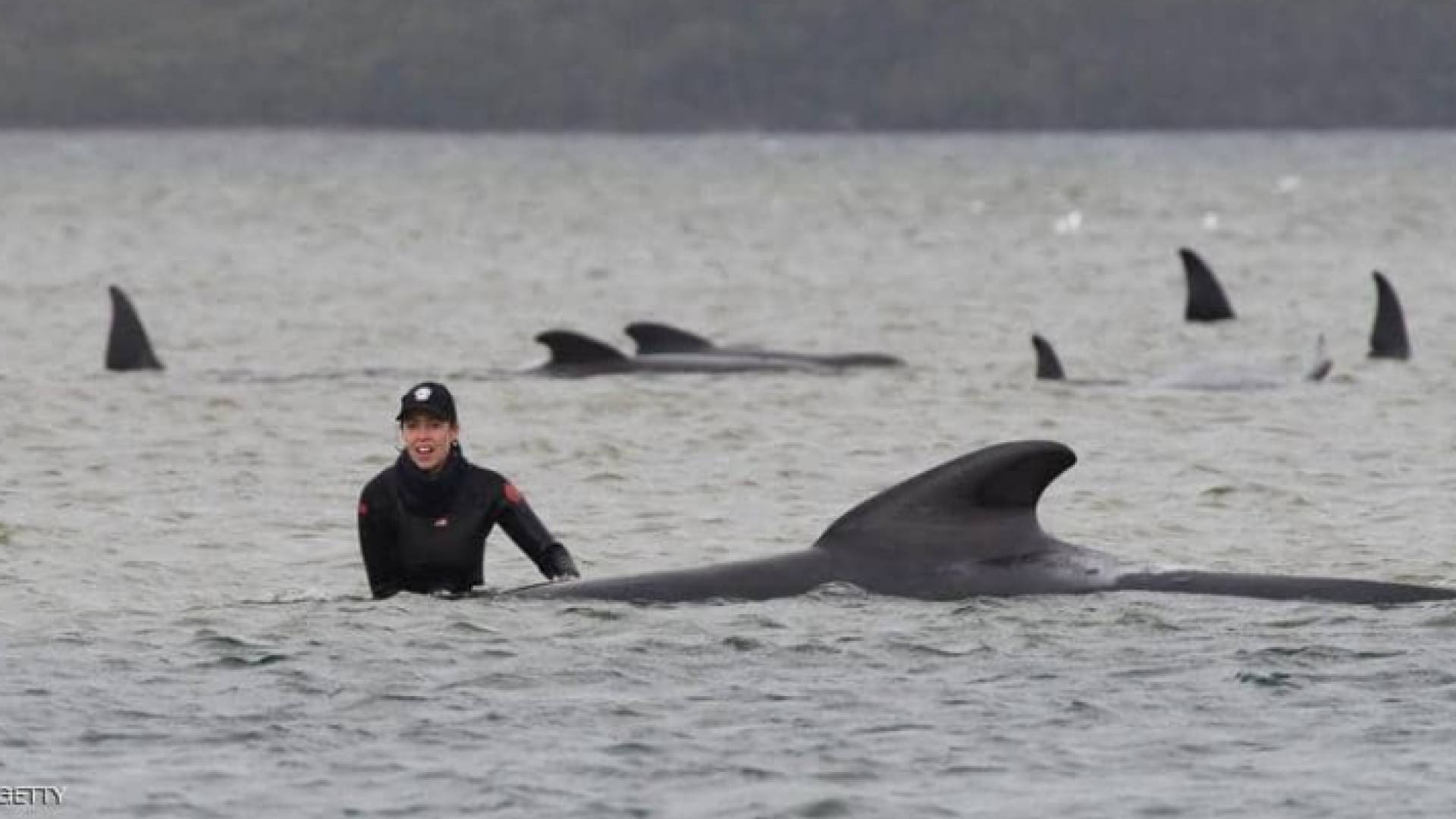 حيتان في البحر - ارشيفية