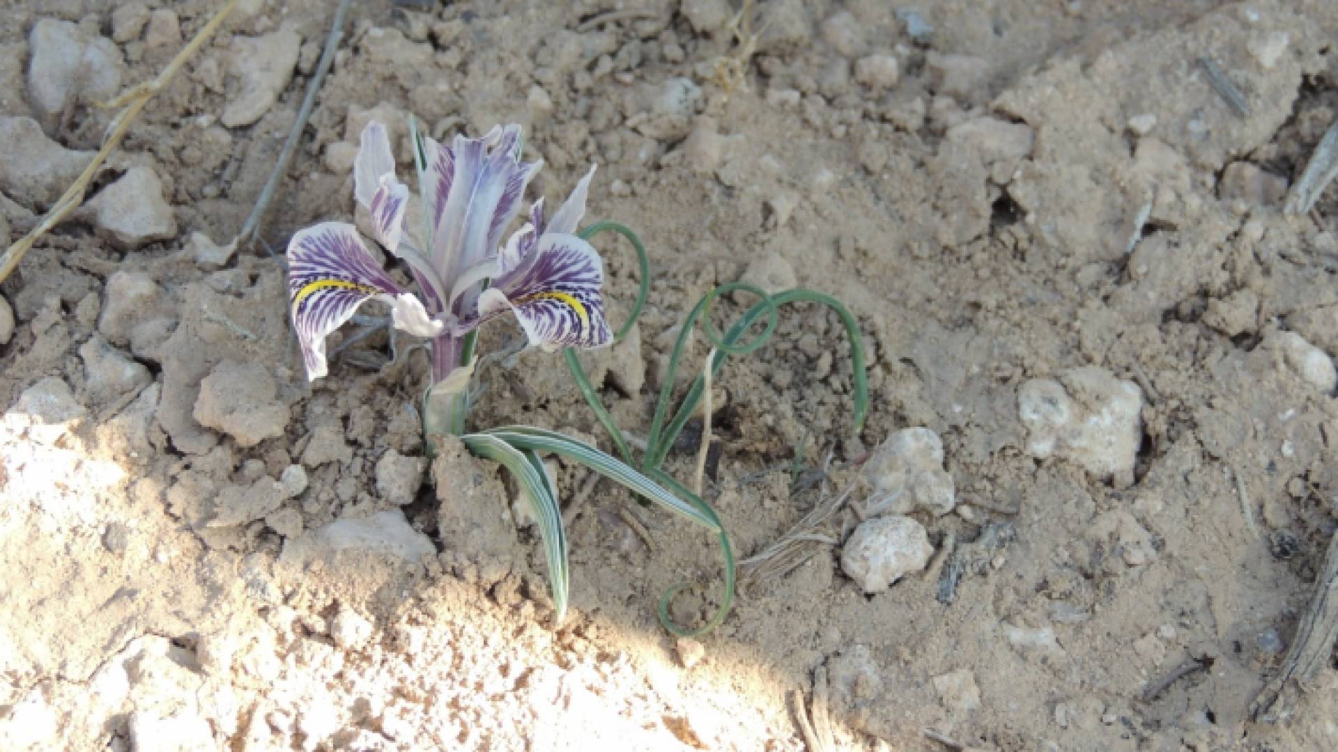 نبتة تنمو في محمية ضانا