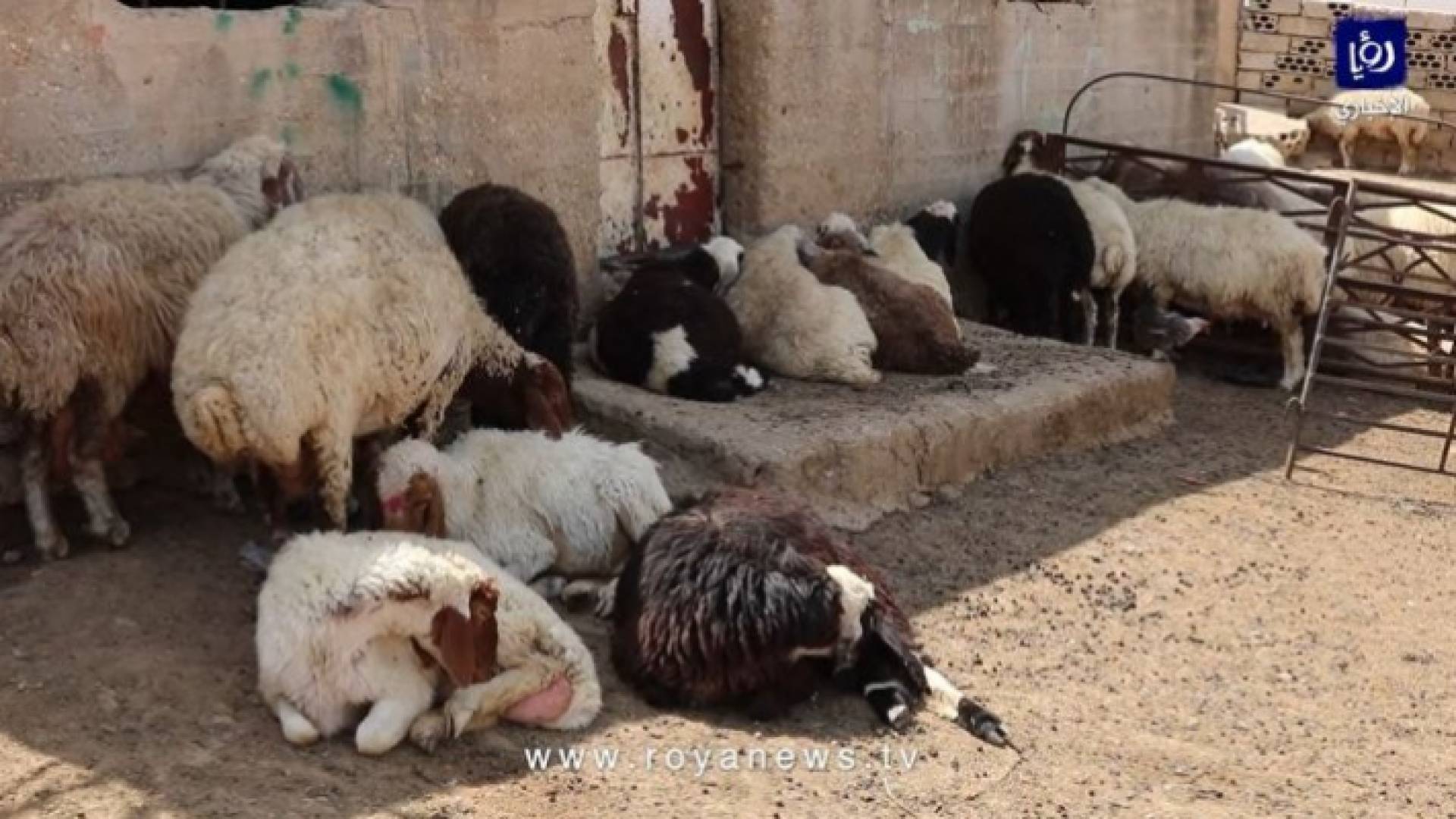 حظيرة أغنام - أرشيفية