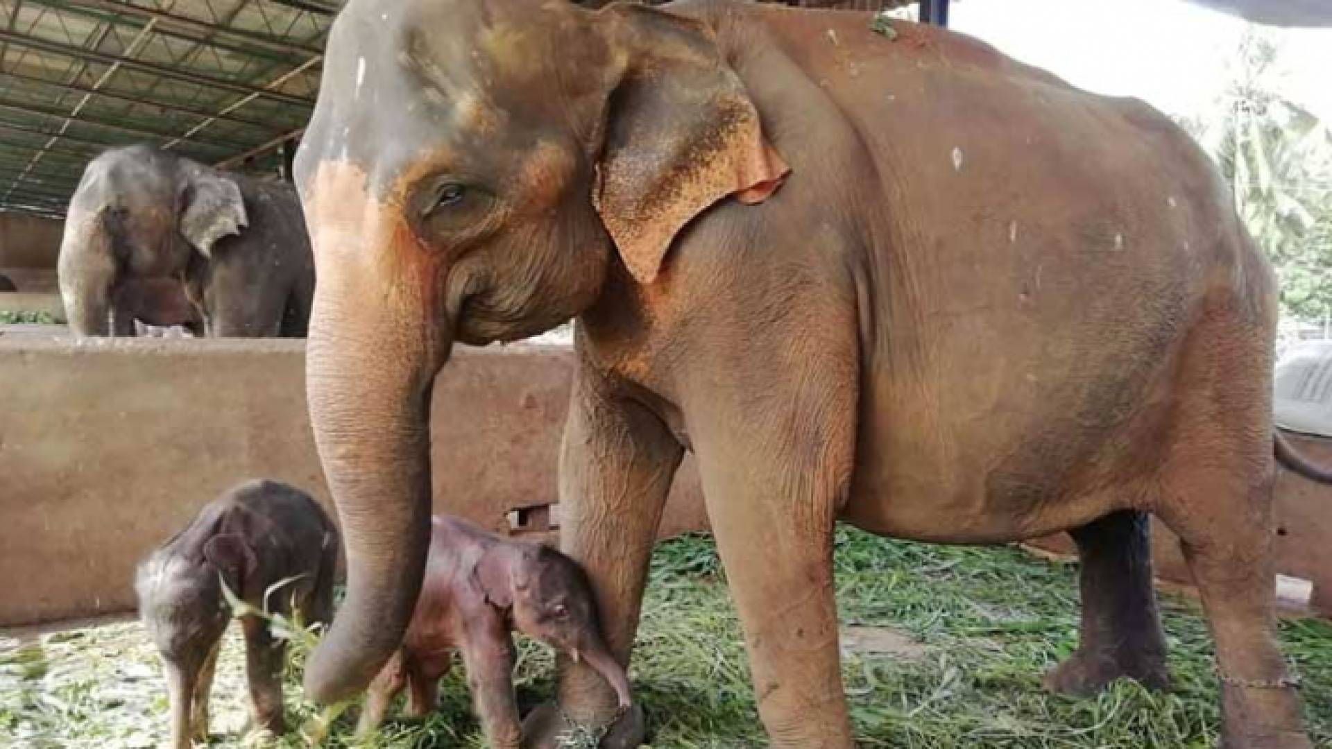 ولادة نادرة لفيلين توأمين في الأسر بسريلانكا