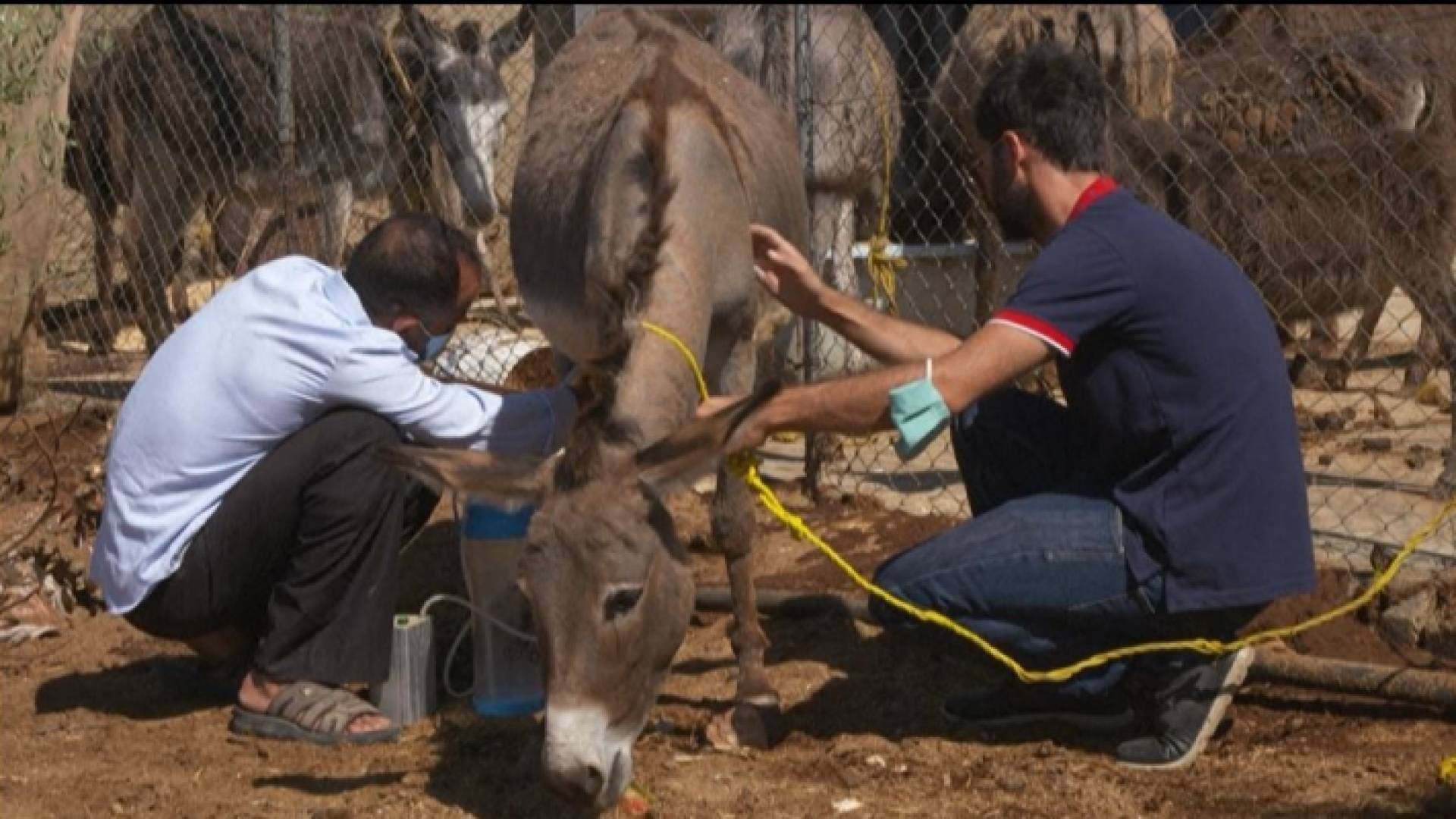 الصابون المصنوع من حليب الحمير يلقى رواجا في الأردن