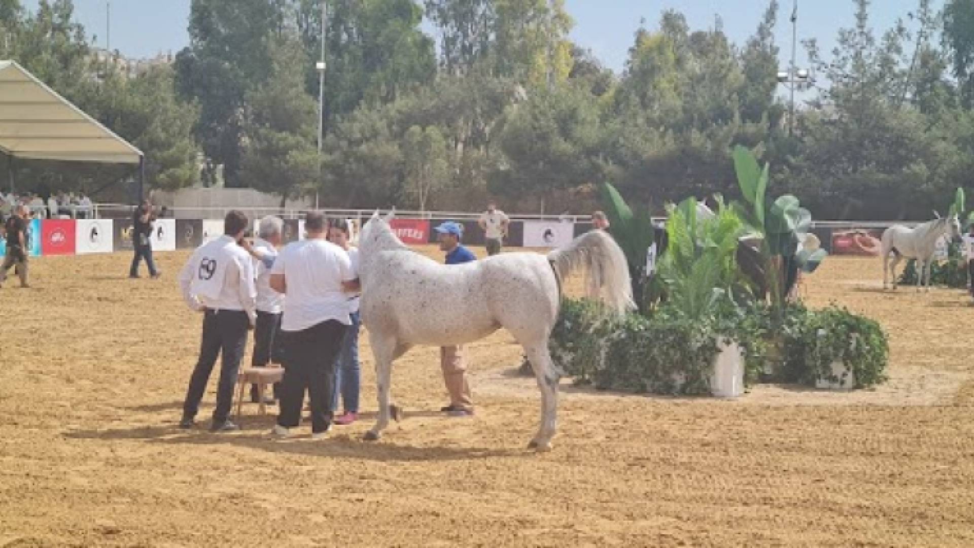 مشاركون في بطولة الشرق الأوسط لجمال الخيول العربية الأصيلة