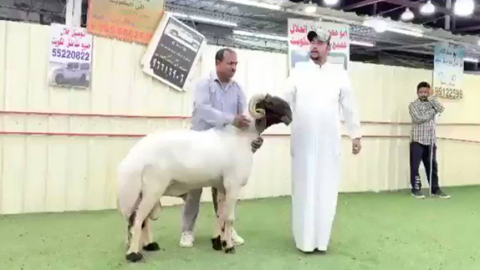 الخروف المباع بمبلغ 60 ألف دينار كويتي