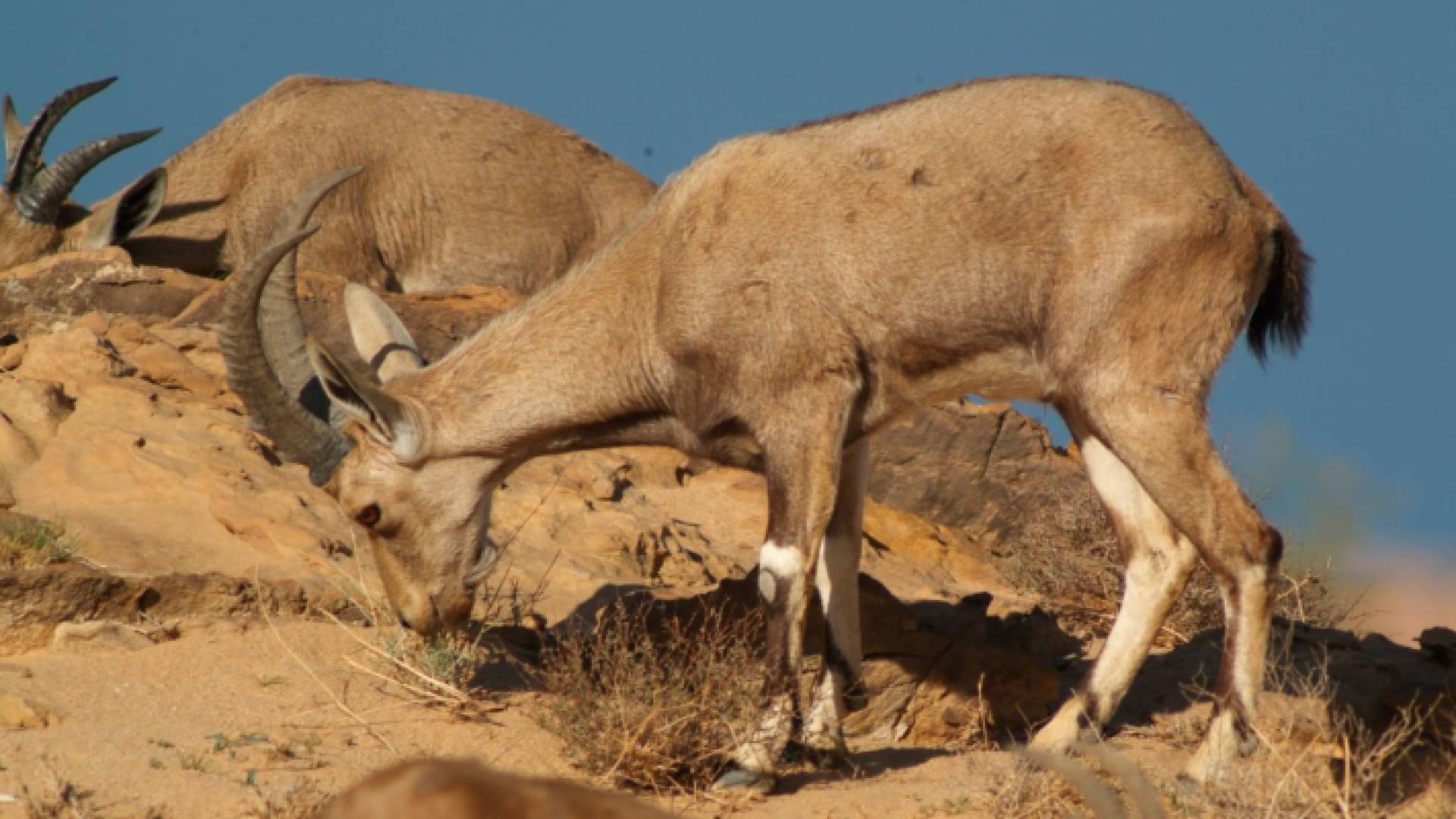 أصبح اليوم مهدداً بشكل أكبر بسبب التعدين.. "الماعز الجبلي" حارس ضانا الأمين والصامد على حواف جبالها