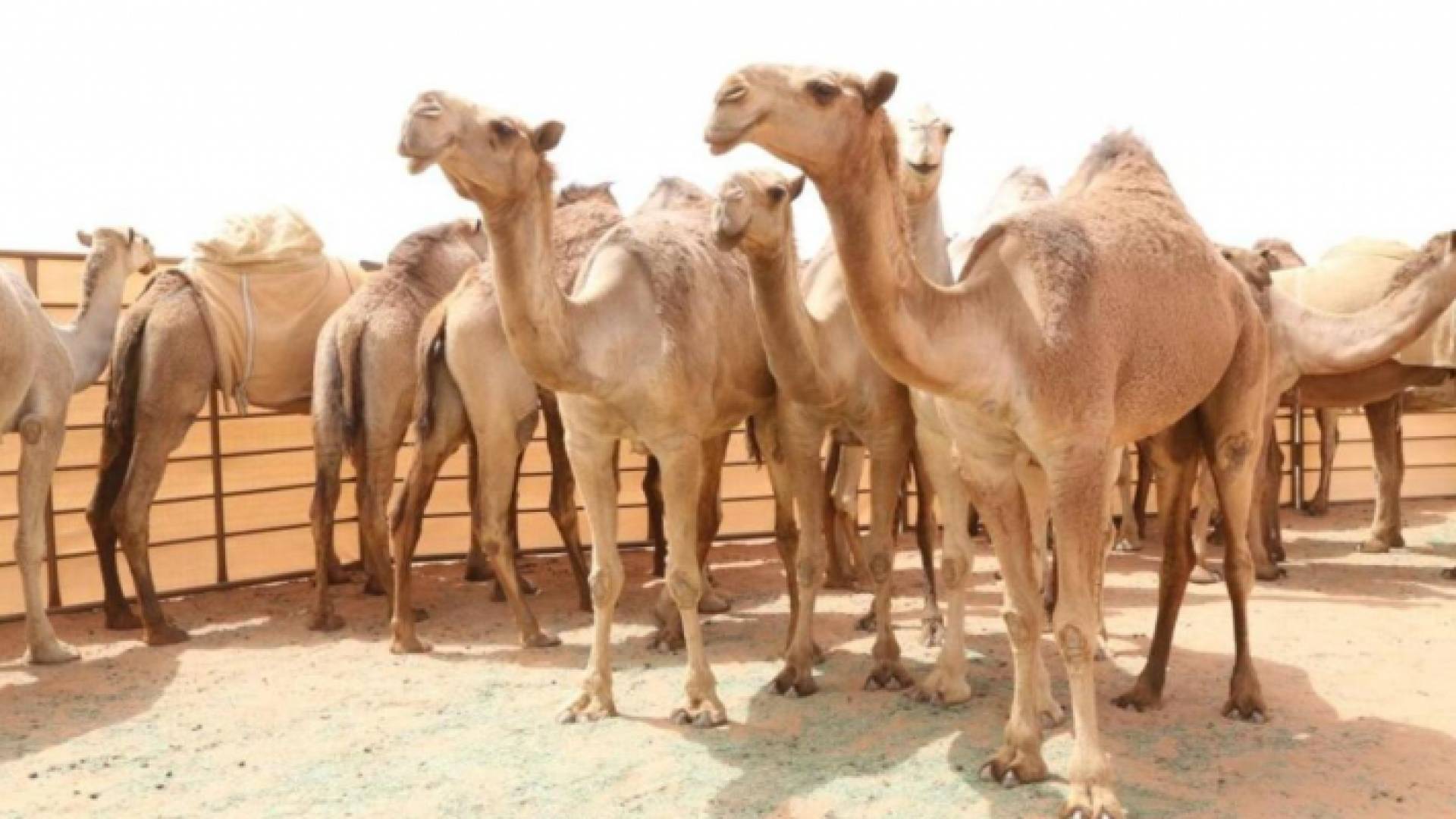 مسابقات جمال الإبل تشعل الطلب على استنساخها في الإمارات