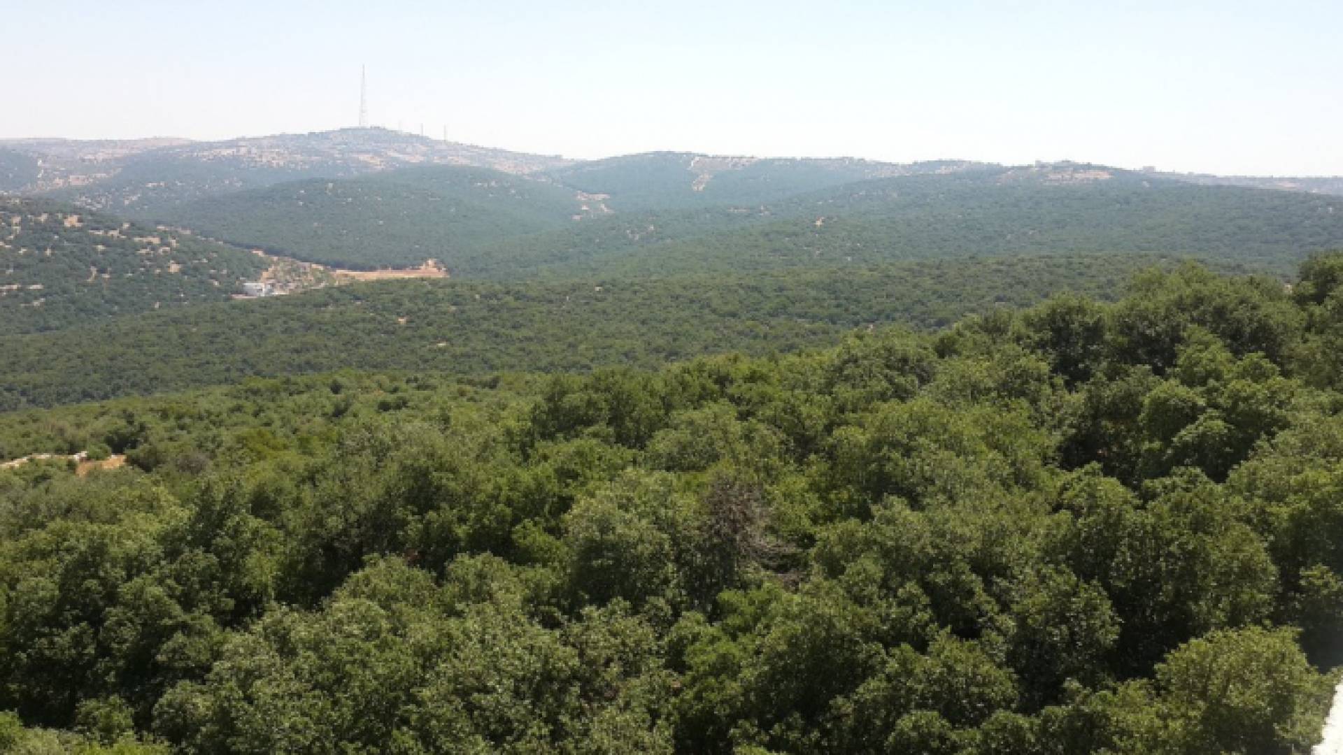 اطلاق حملة نظافة في غابات عجلون