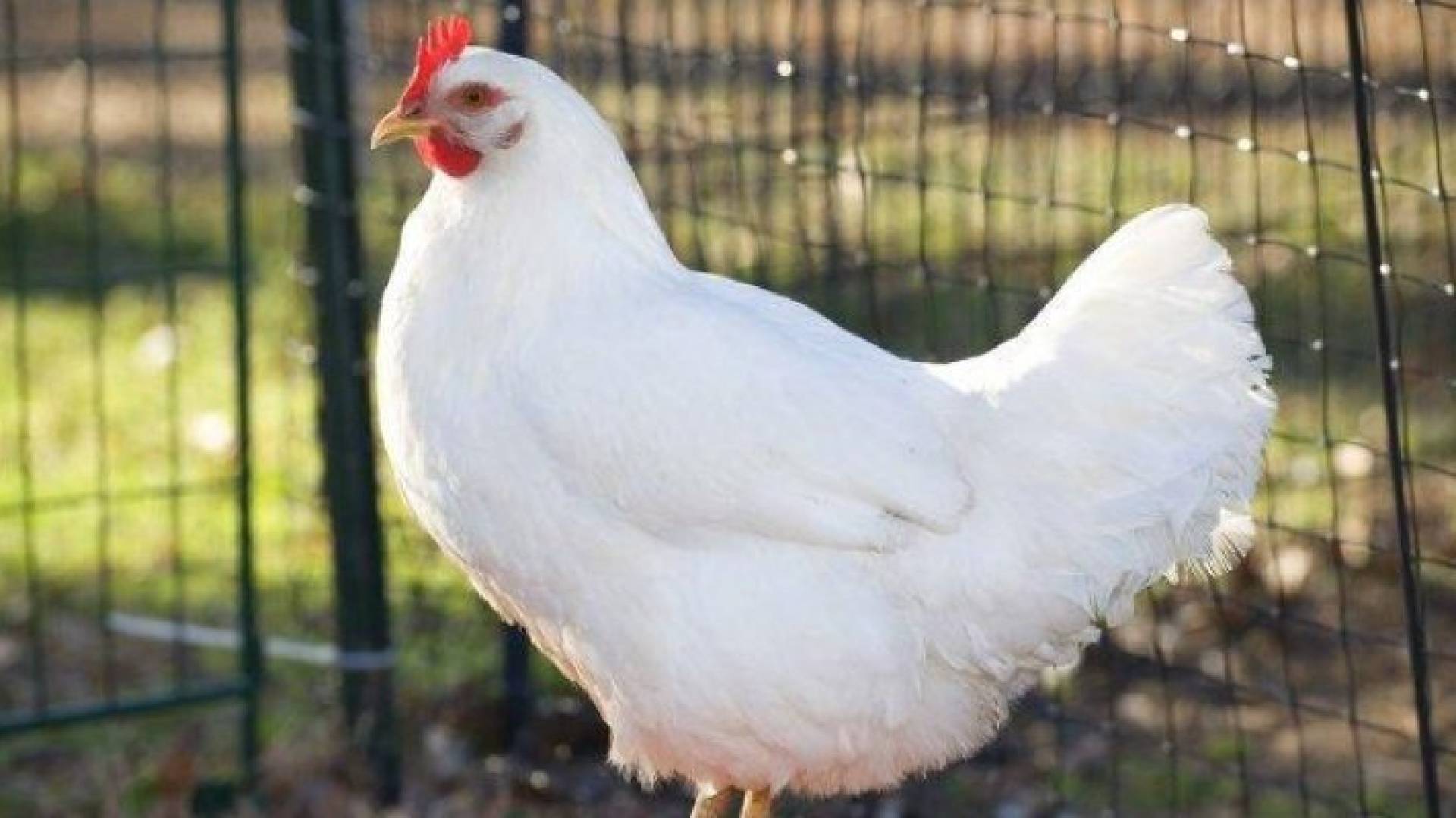 دجاج - تعبيرية