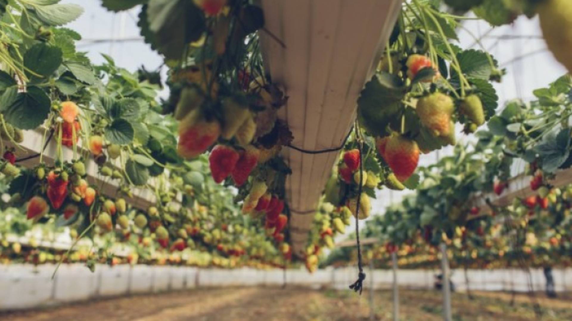 مزرعة فراولة في فلسطين