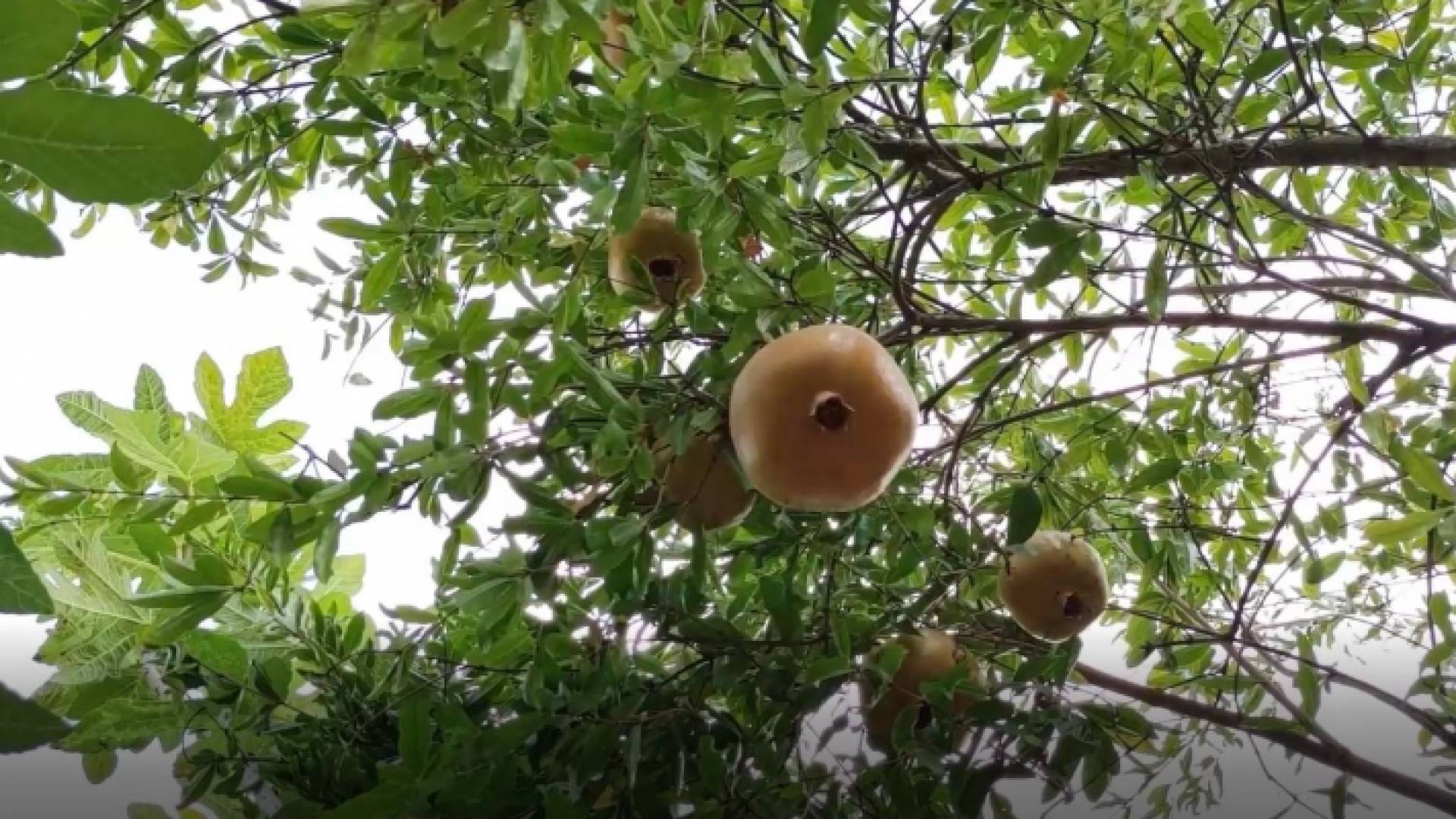 التين والرمان.. جمال يزيد روعة وادي الريان في الكورة باربد - فيديو