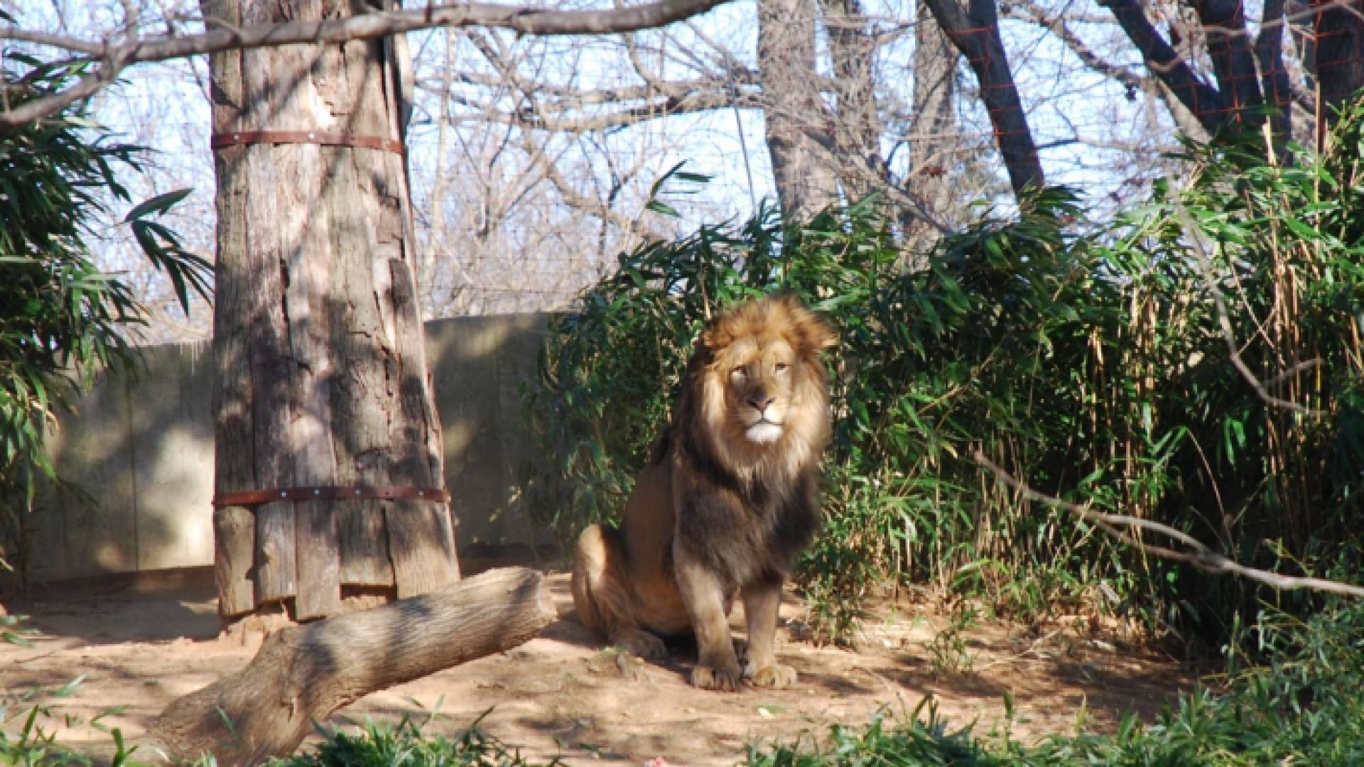 لاحظ الحراس انخفاض الشهية والسعال والعطس والخمول