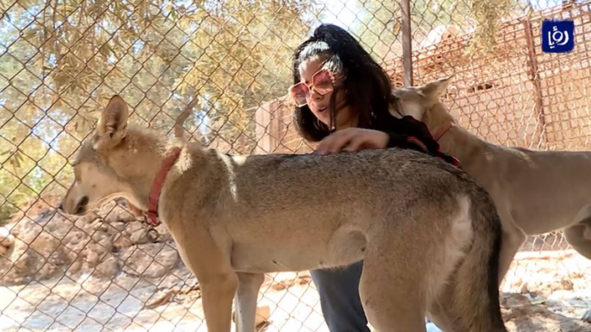 الطفلة نوسين تروض الضباع والذئاب المفترسة