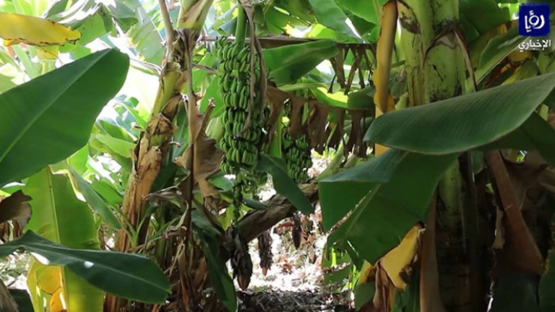 مزارع الموز في الشونة الجنوبية