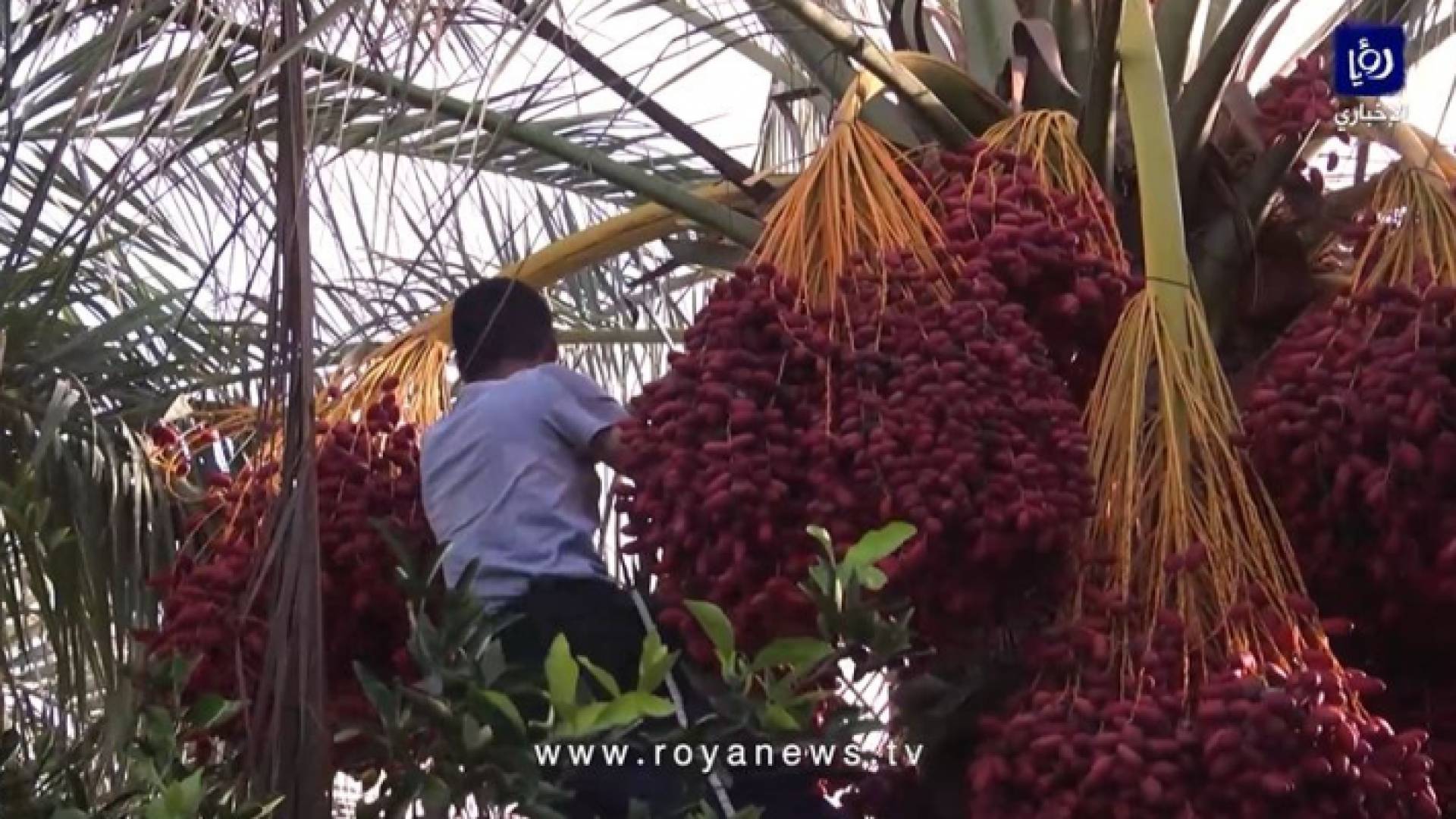 موسم جني ثمار البلح في قطاع غزة