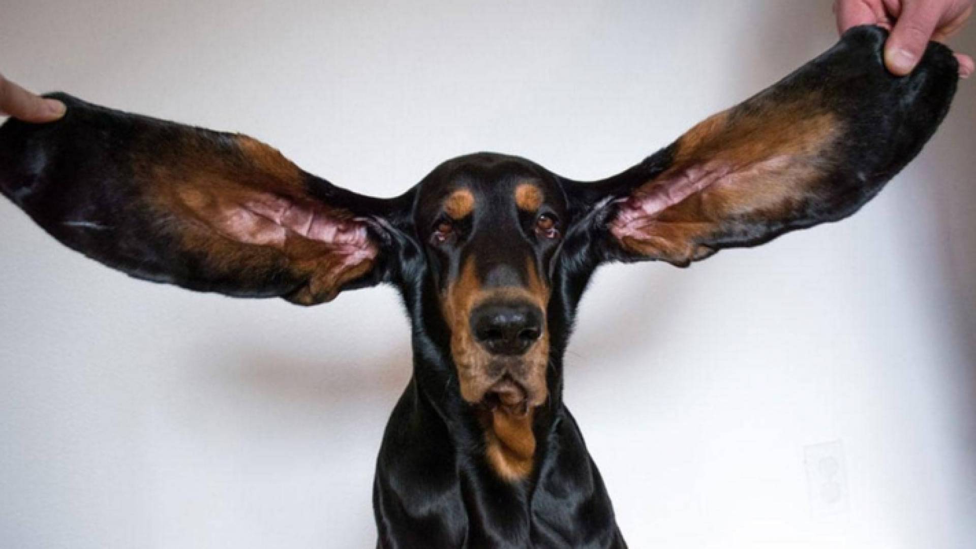 يبلغ طول كل أذن 33 سنتيمترا تقريبا