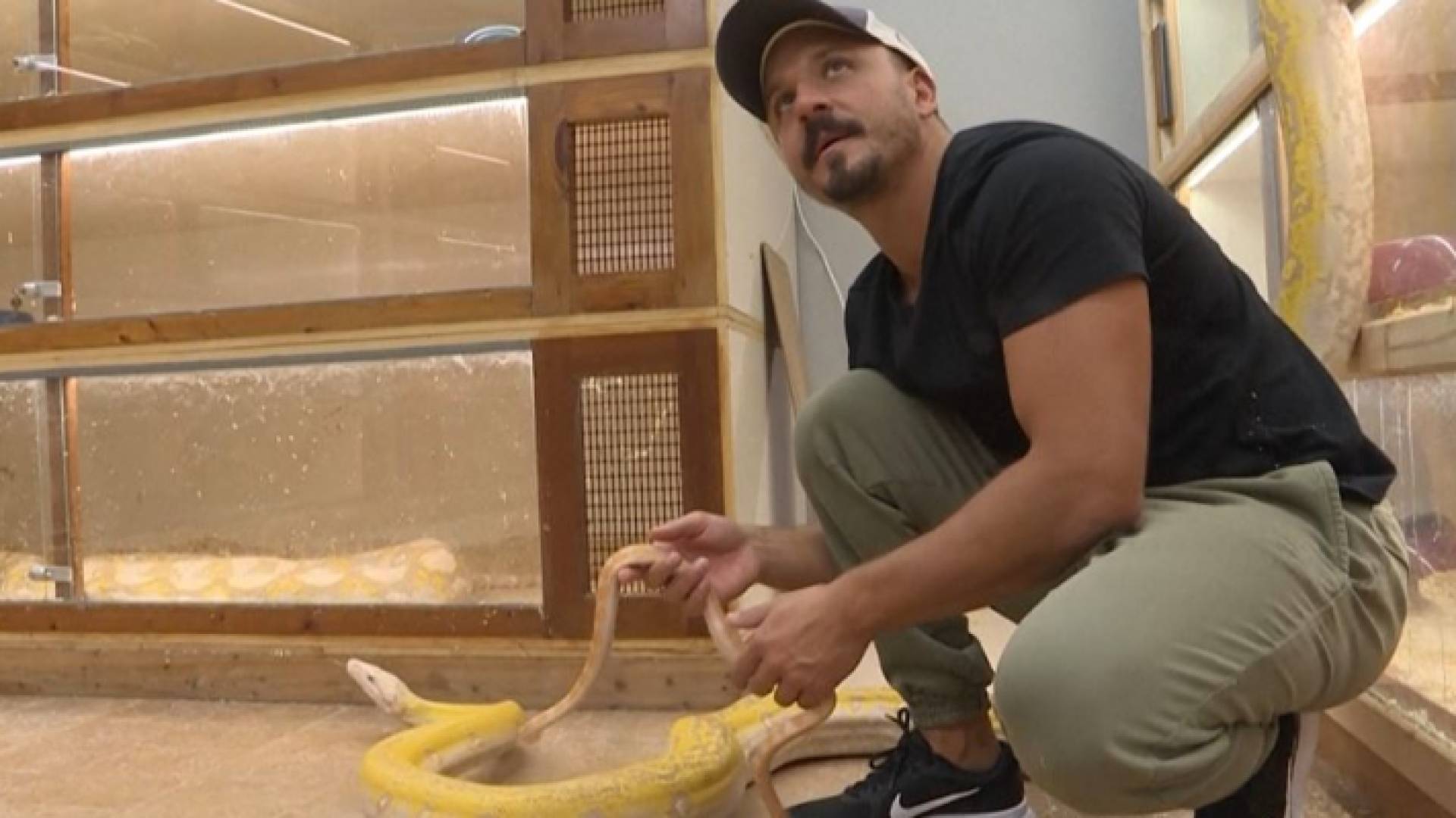 سعودي يحترف تهجين الثعابين في حديقة منزله