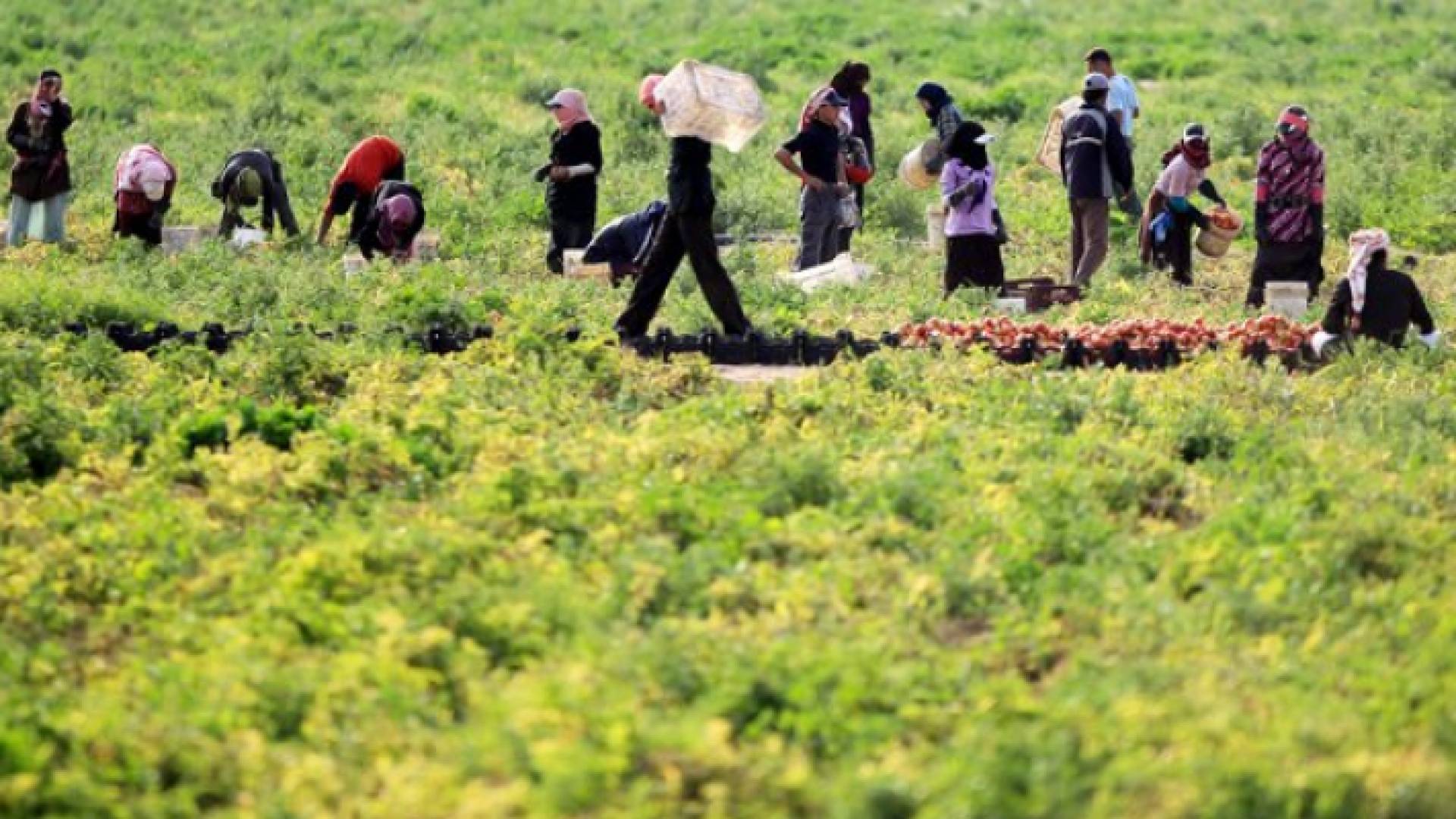 مزارعون في الأغوار - أرشيفية