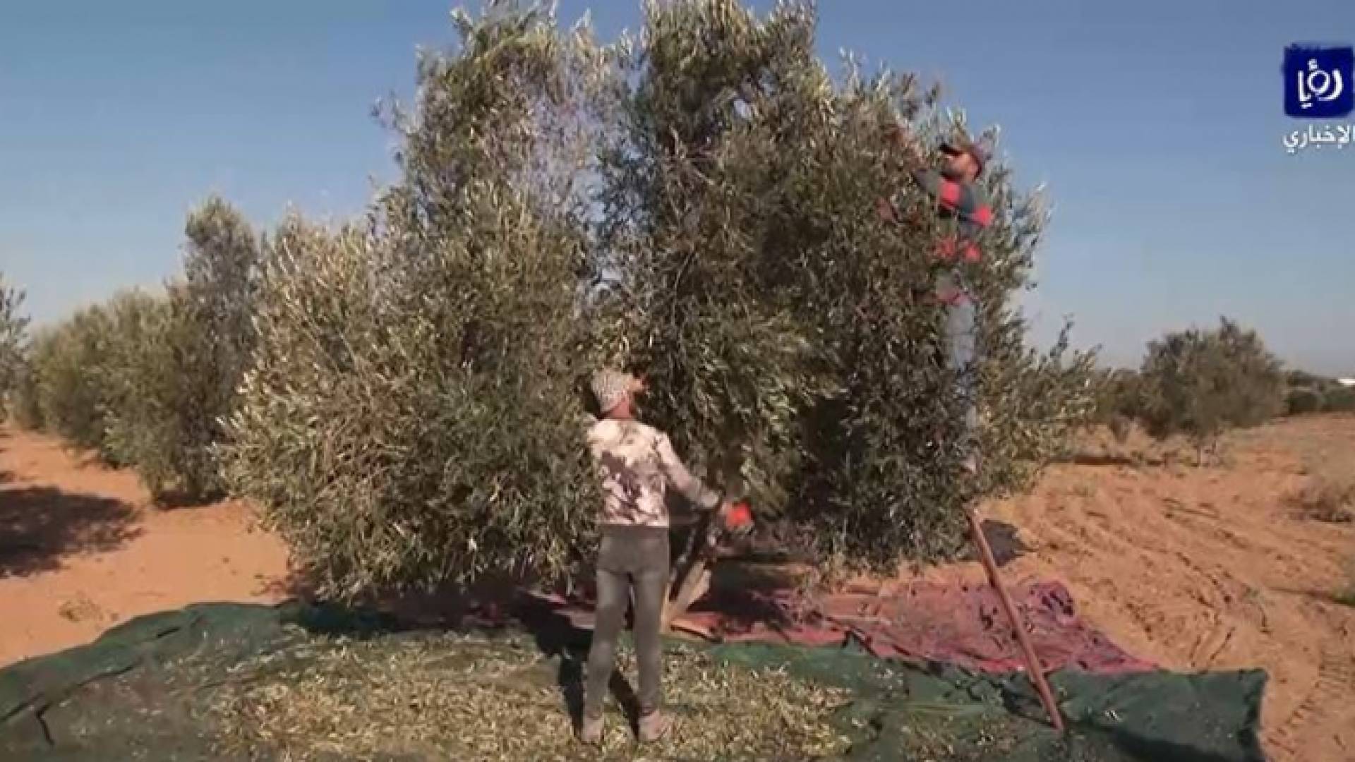 التقلبات المناخية أثرت على إنتاج الزيتون الفلسطيني