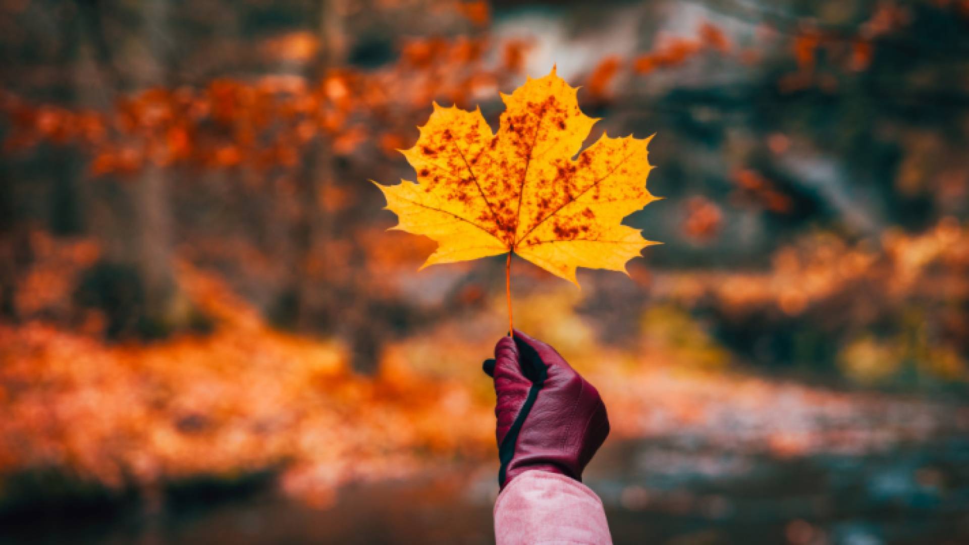 سمي هذا الفصل خريفا لأن الثمار تخرف فيه ويعلن عن دخول الشتاء