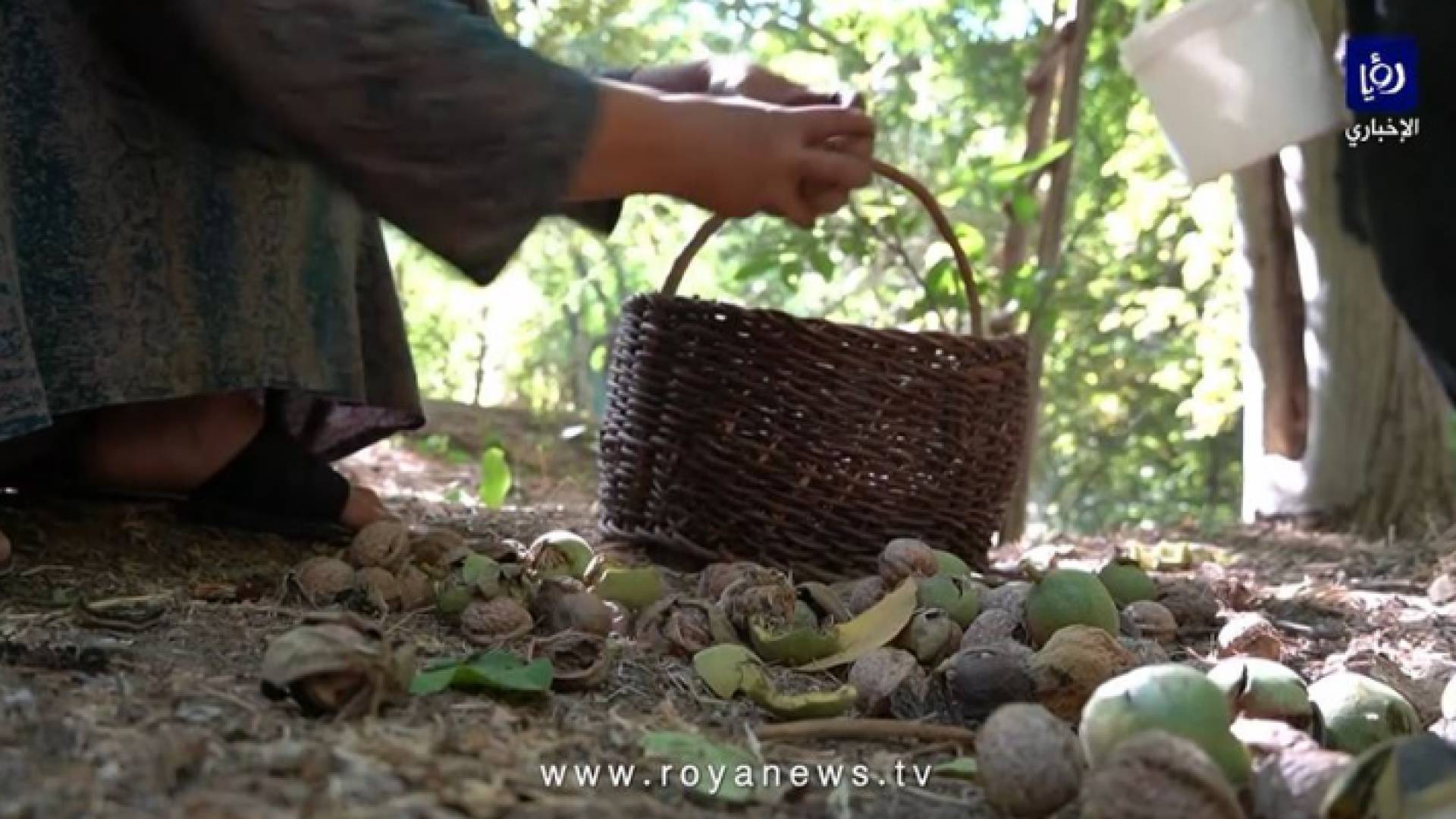 الجوز الهورامي ينعش أسواق المكسرات في إقليم كردستان
