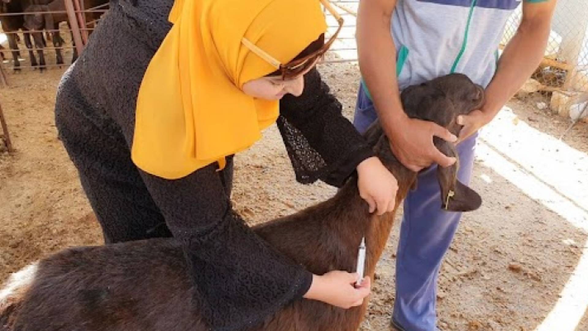 سيدة مستفيدة من مشروع أول مدرسة حقلية نسائية في المفرق