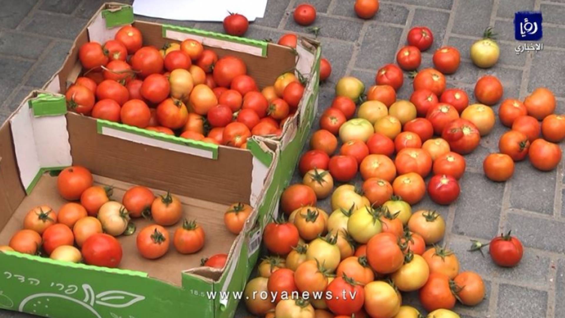 وقفة احتجاجية في غزة بسبب حظر تصدير محصول البندورة