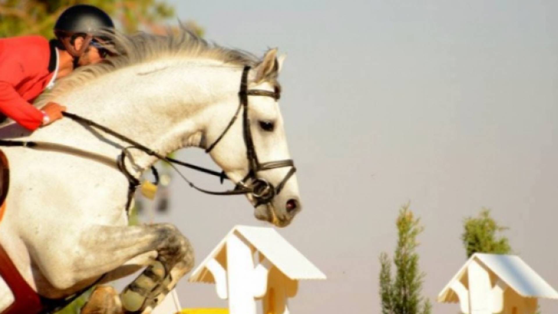 انطلاق بطولة عمان الدولية لفروسية قفز الحواجز غدا الجمعة