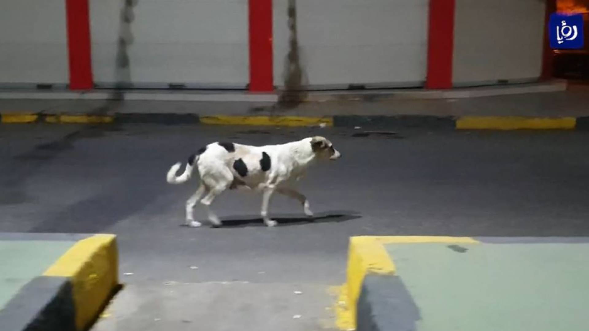 عدم تفعيل تعليمات الرفق بالحيوان زاد من ظاهرة انتشار الكلاب الضالة