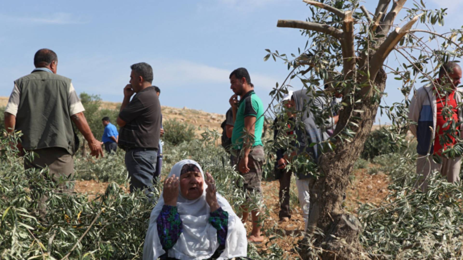 فلسطينية تتوجه بالدعاء بسبب تخريب شجر زيتون في أرضها - أرشيفية