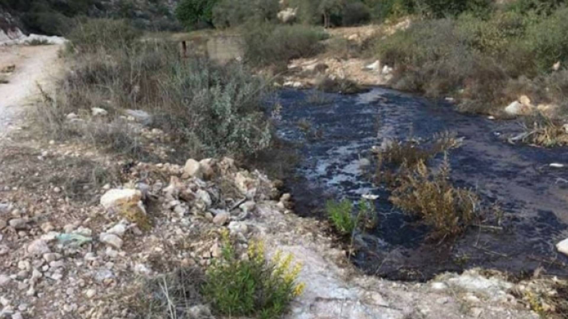 الزراعة لرؤيا: حل مشكلة "الزيبار" خلال يومين