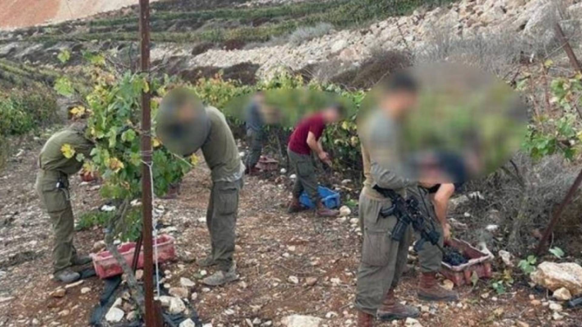 جنود الاحتلال يشاركون المستوطنين سرقة العنب من أراضي الضفة