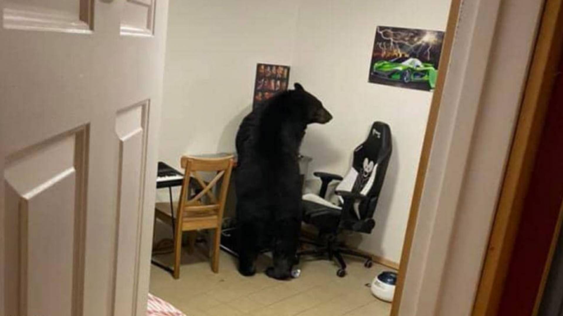 دب ضخم يقتحم منزل عائلة في كندا