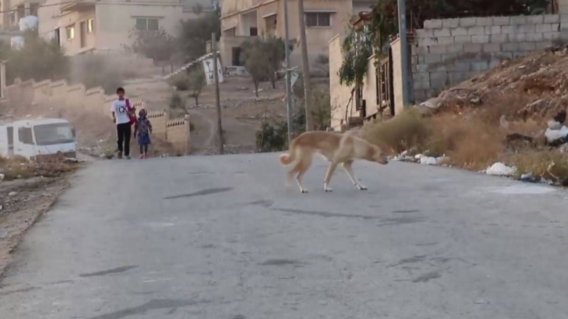 كلب ضال يتجول في أحد شوارع الزرقاء أمام طلبة مدرسة