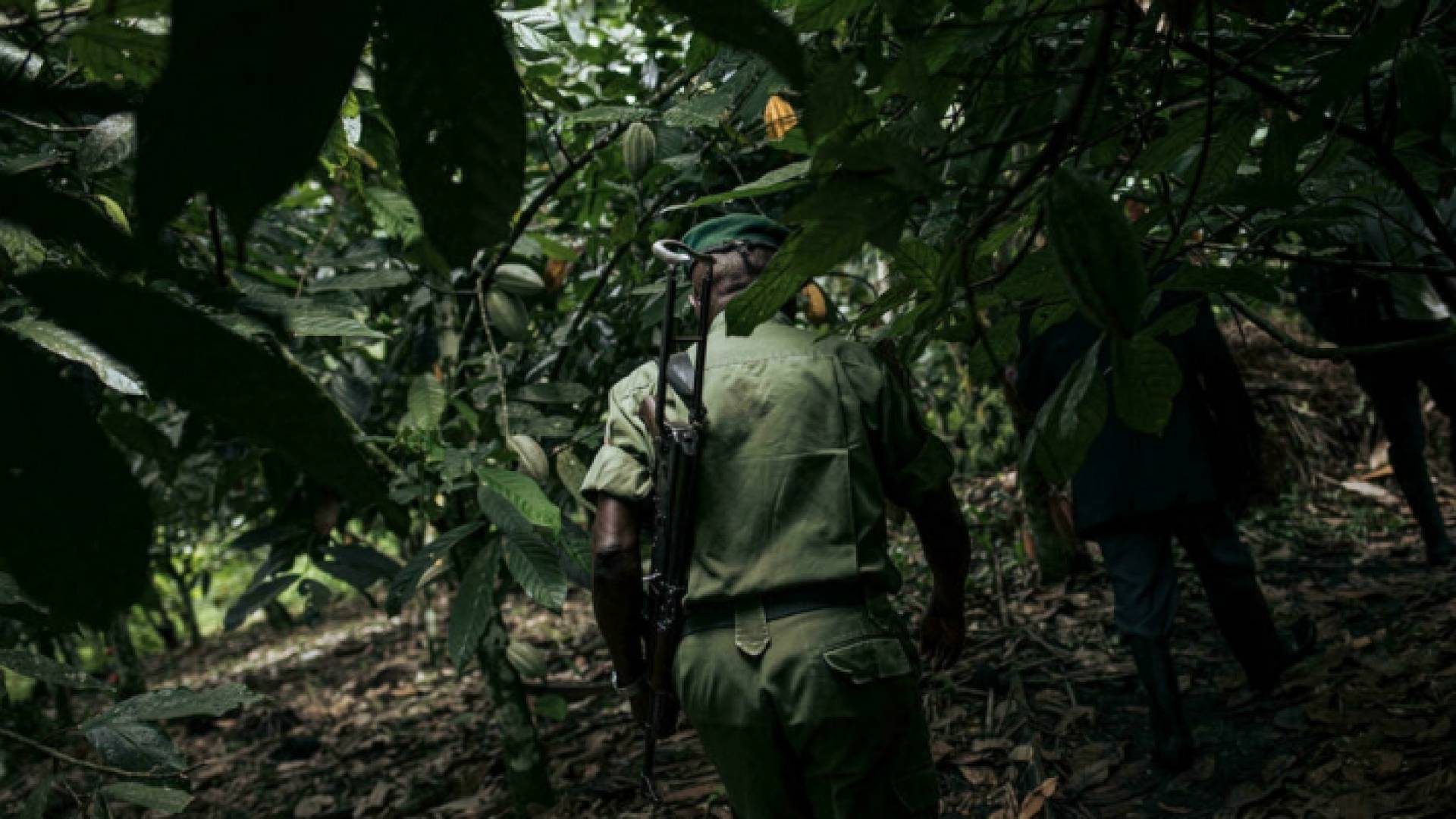 حارس في متنزه كونغولي يمر من حقل كاكاو - أرشيفية