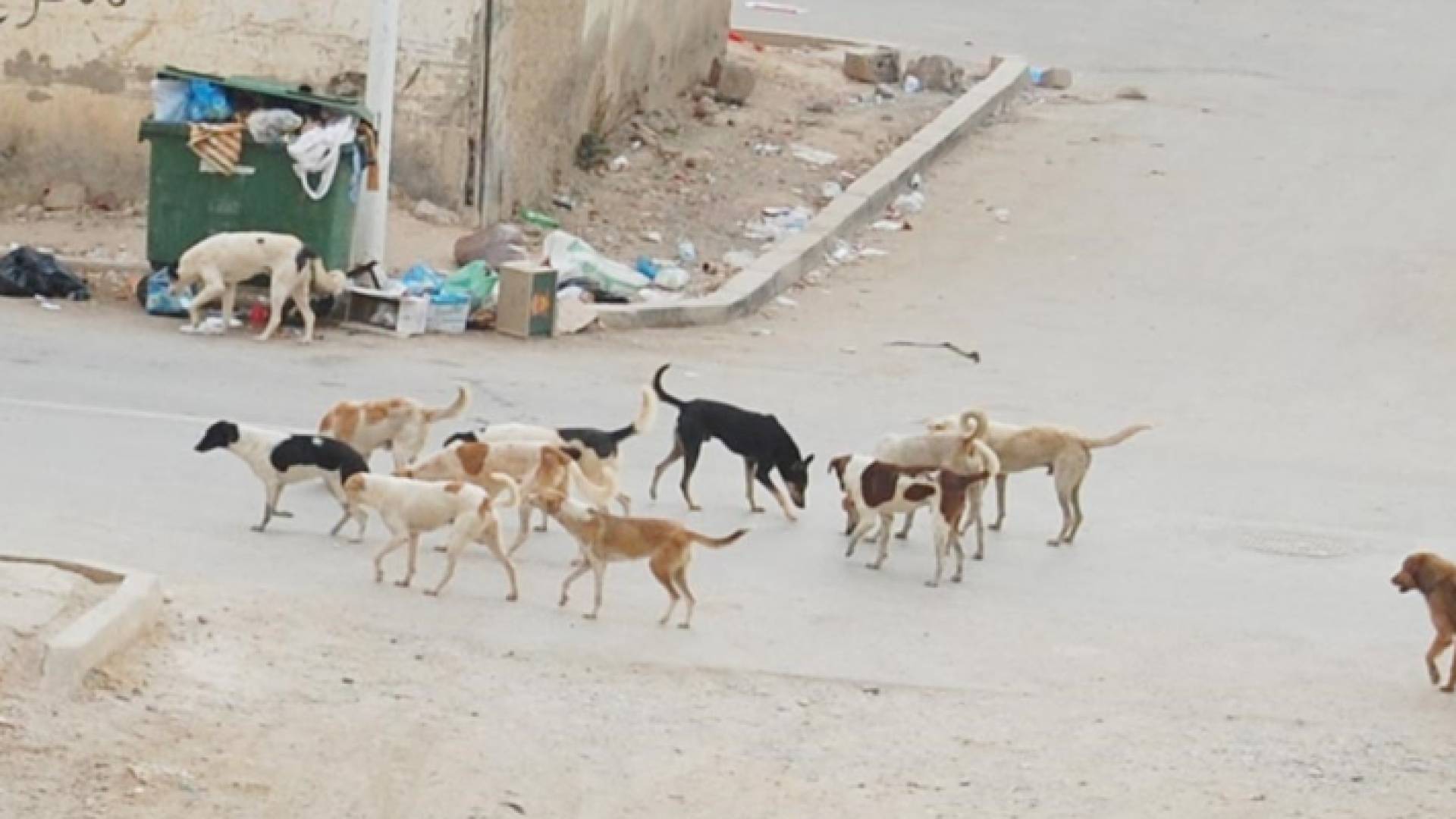 كلاب ضالة - ارشيفية