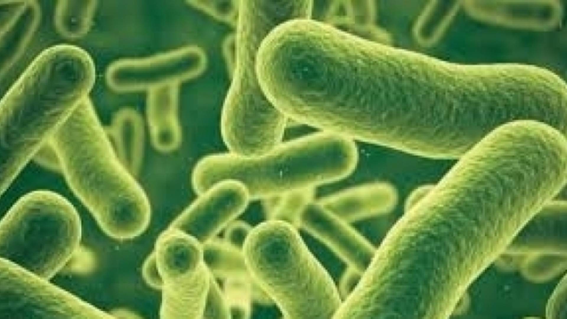 المعاني عن جرثومة "شيغيلا": ليست مقلقة.. والطحان: المياه العامل المشترك بين المصابين