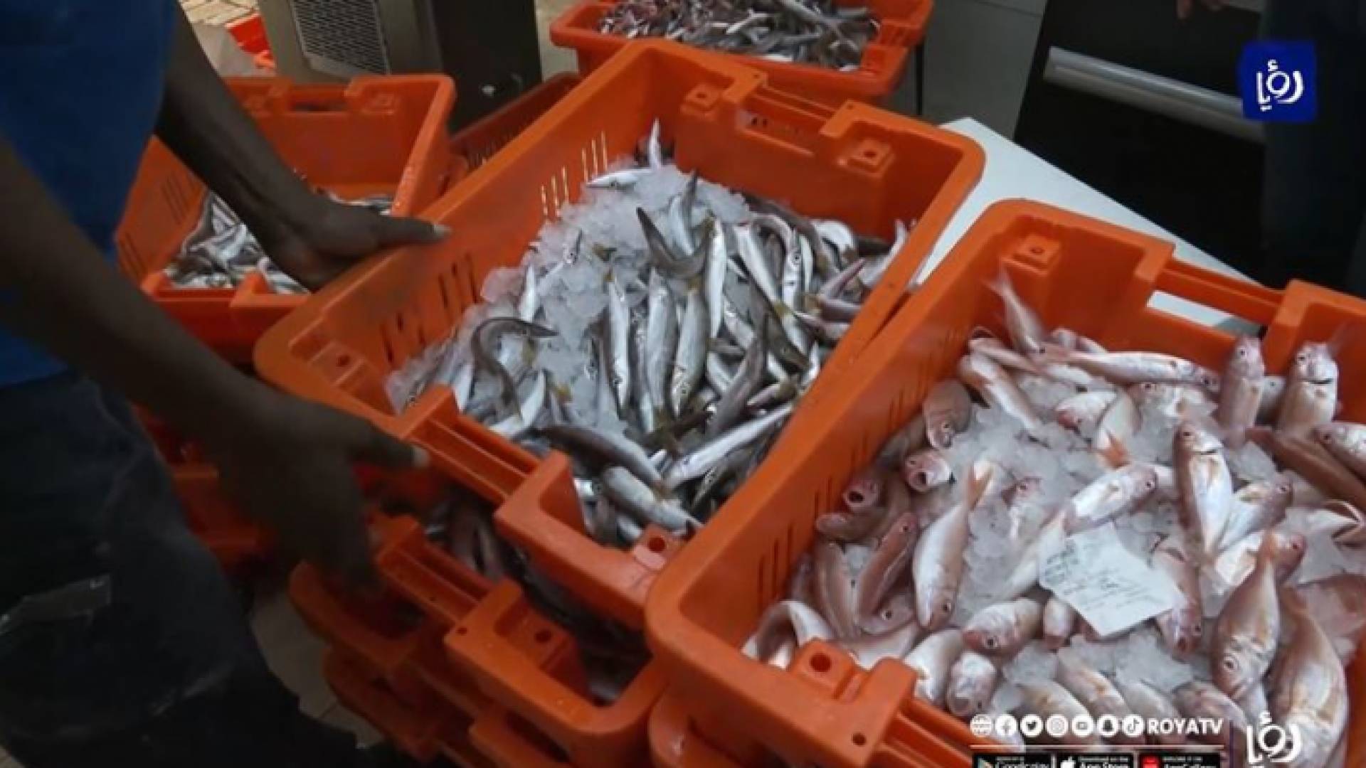 تضييق الاحتلال الإسرائيلي يعكر مياه صيادي عكا