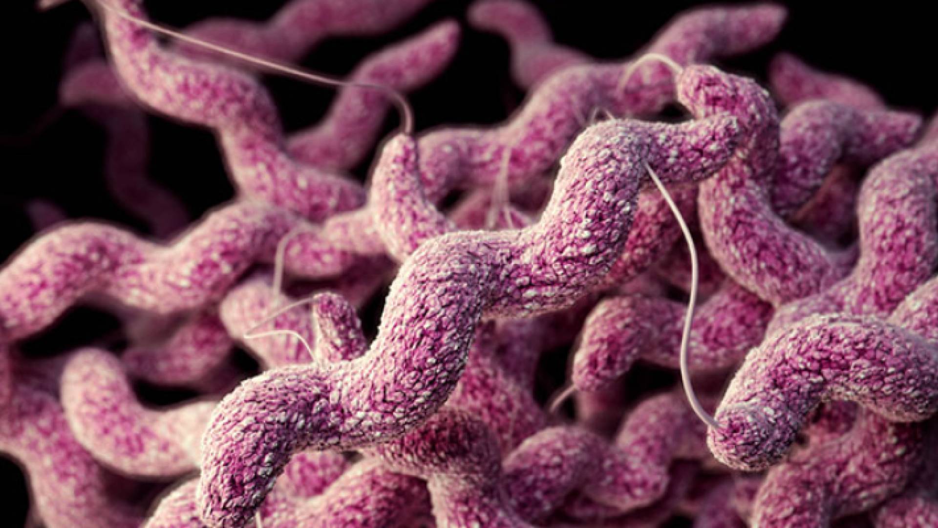 نوع من أنواع البكتيريا