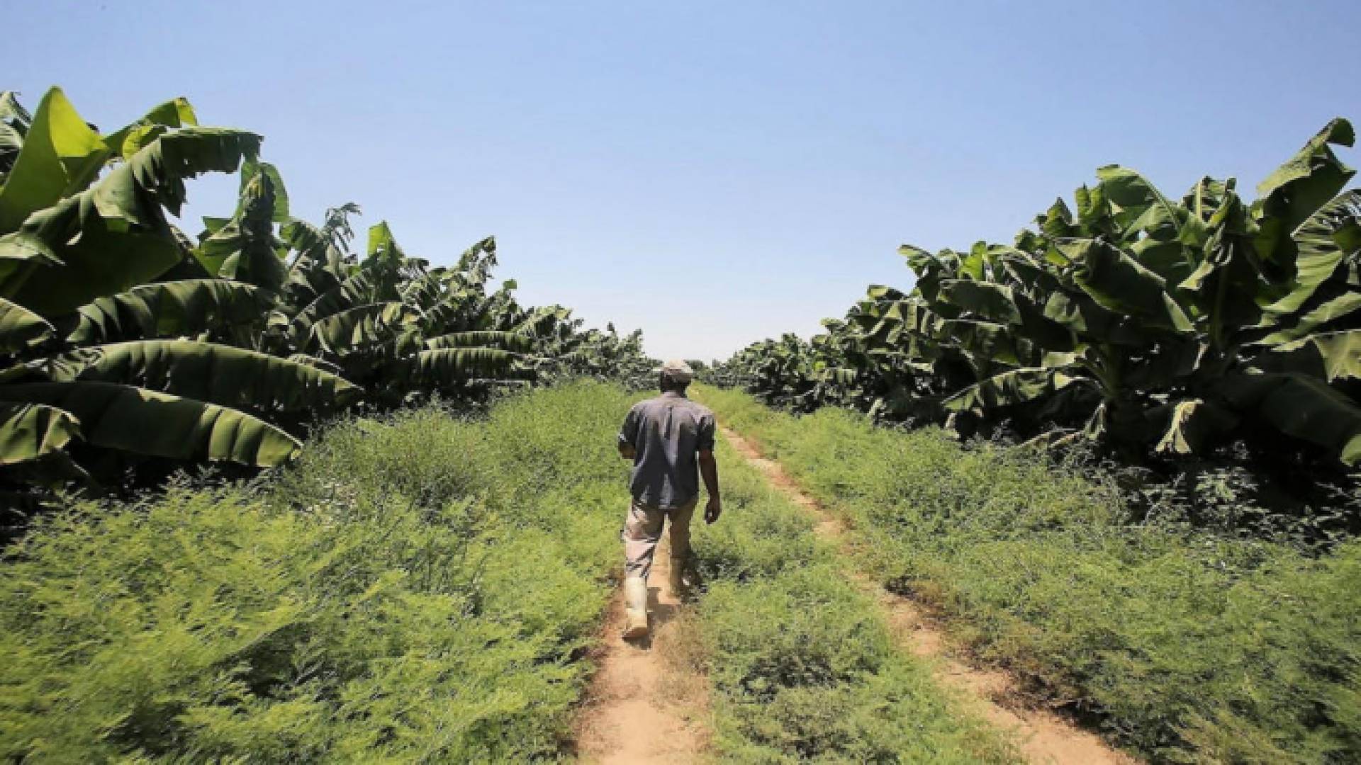 أرض زراعية - ارشيفية