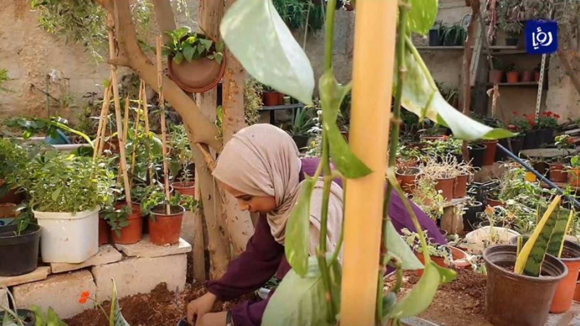 لعدم توفر فرصة عمل.. رهام المشاقبة تحول بيتها إلى مشتل