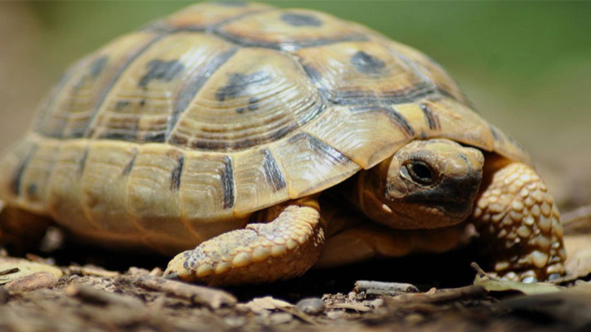 الجمارك تحبط محاولة تهريب "سلاحف" في مركز جمرك جابر