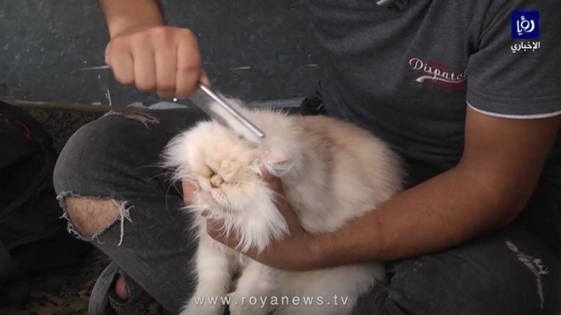 افتتاح أول صالون حلاقة للقطط في قطاع غزة