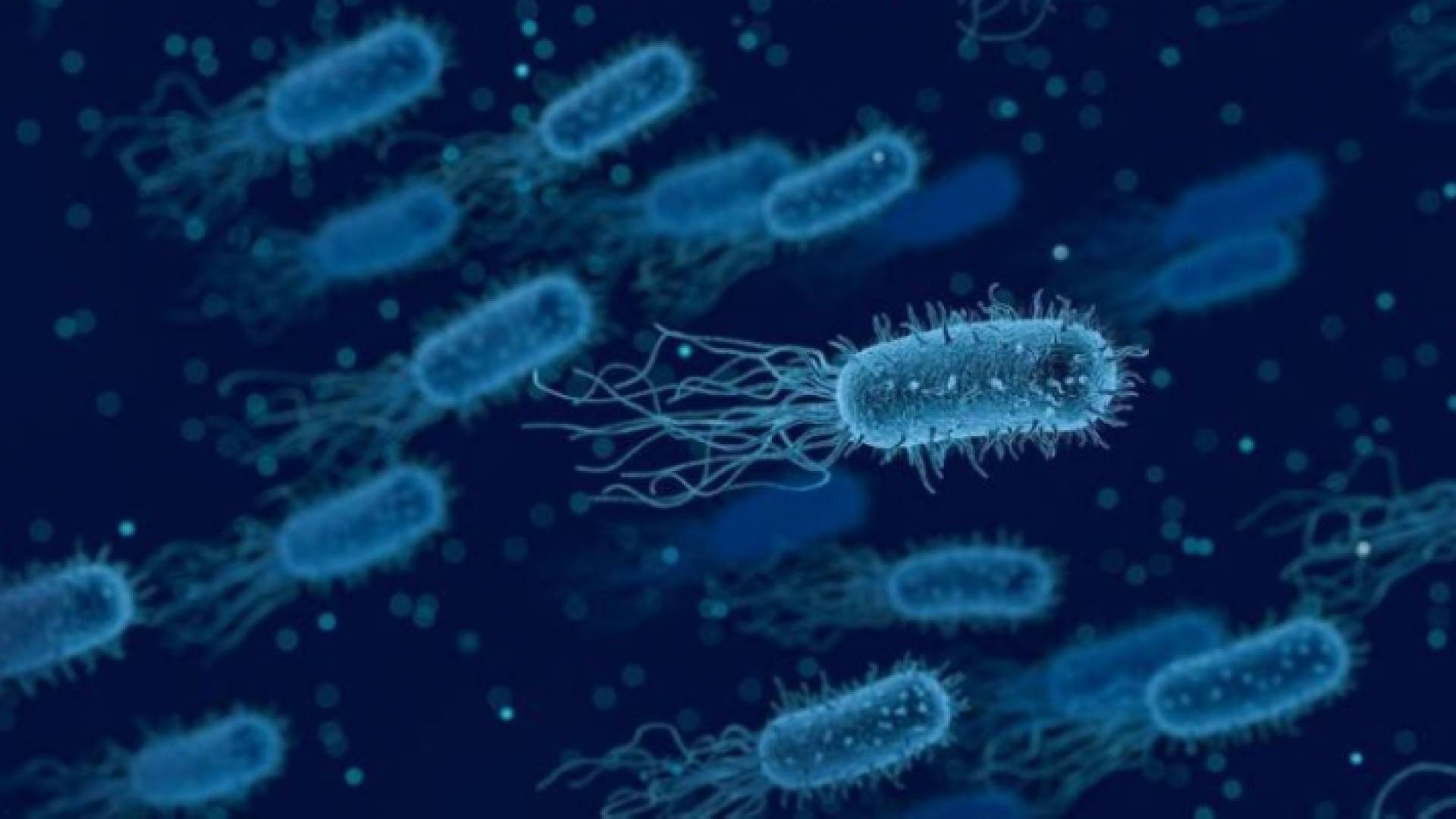 جرثومة "شيغيلا" - ارشيفية