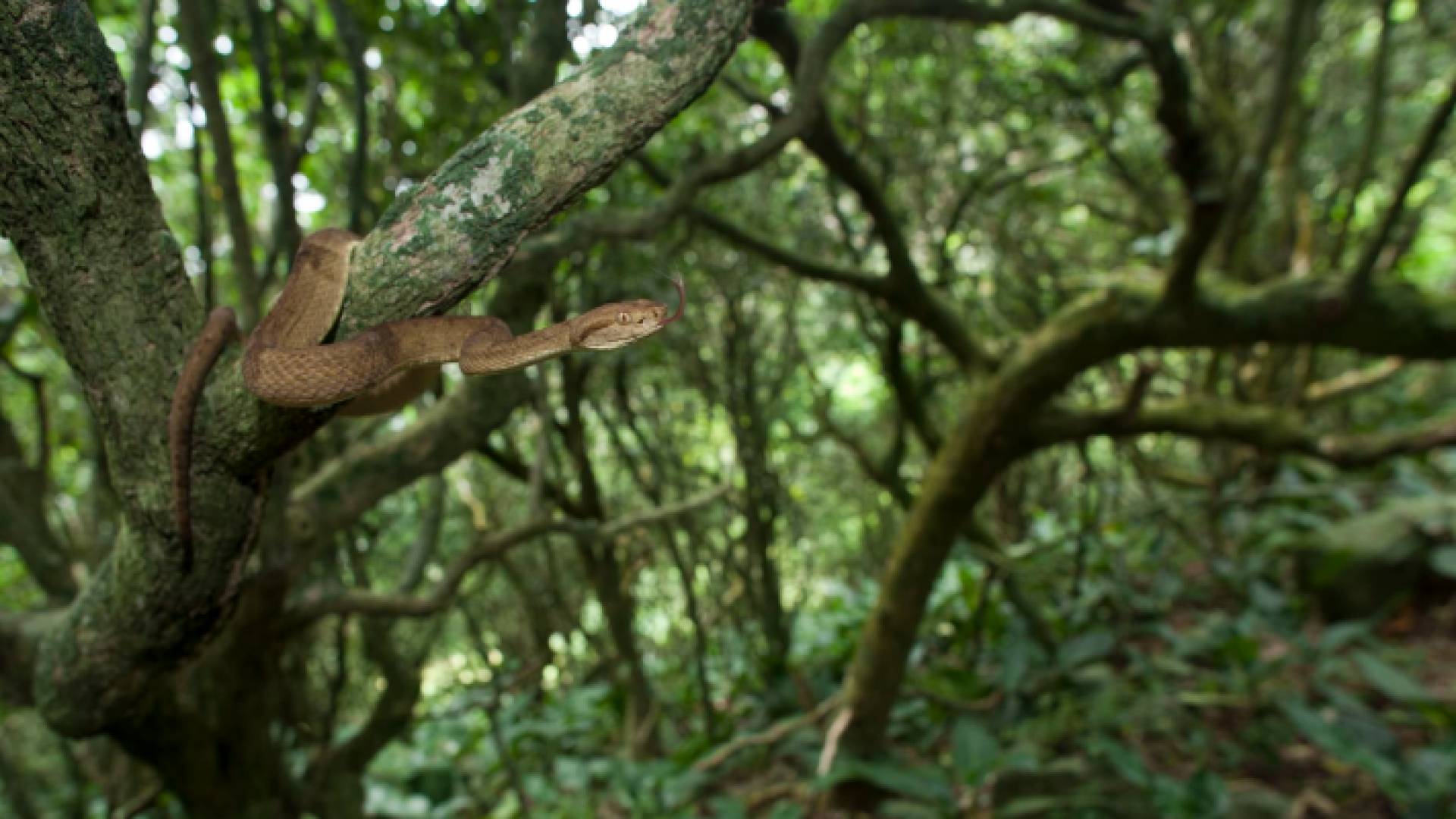 جزيرة الأفاعي في البرازيل