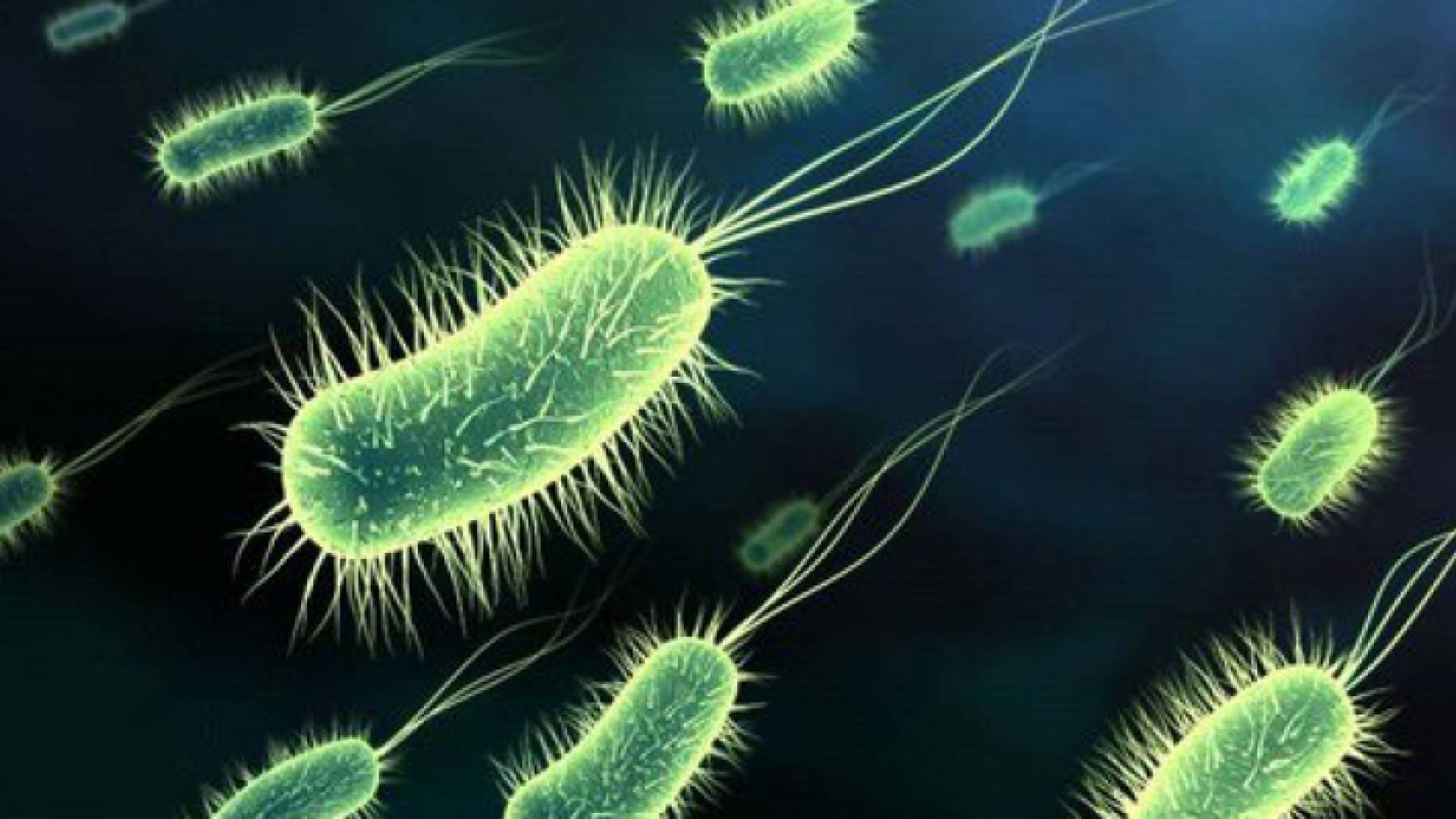 عدوى الليستريا - تعبيرية